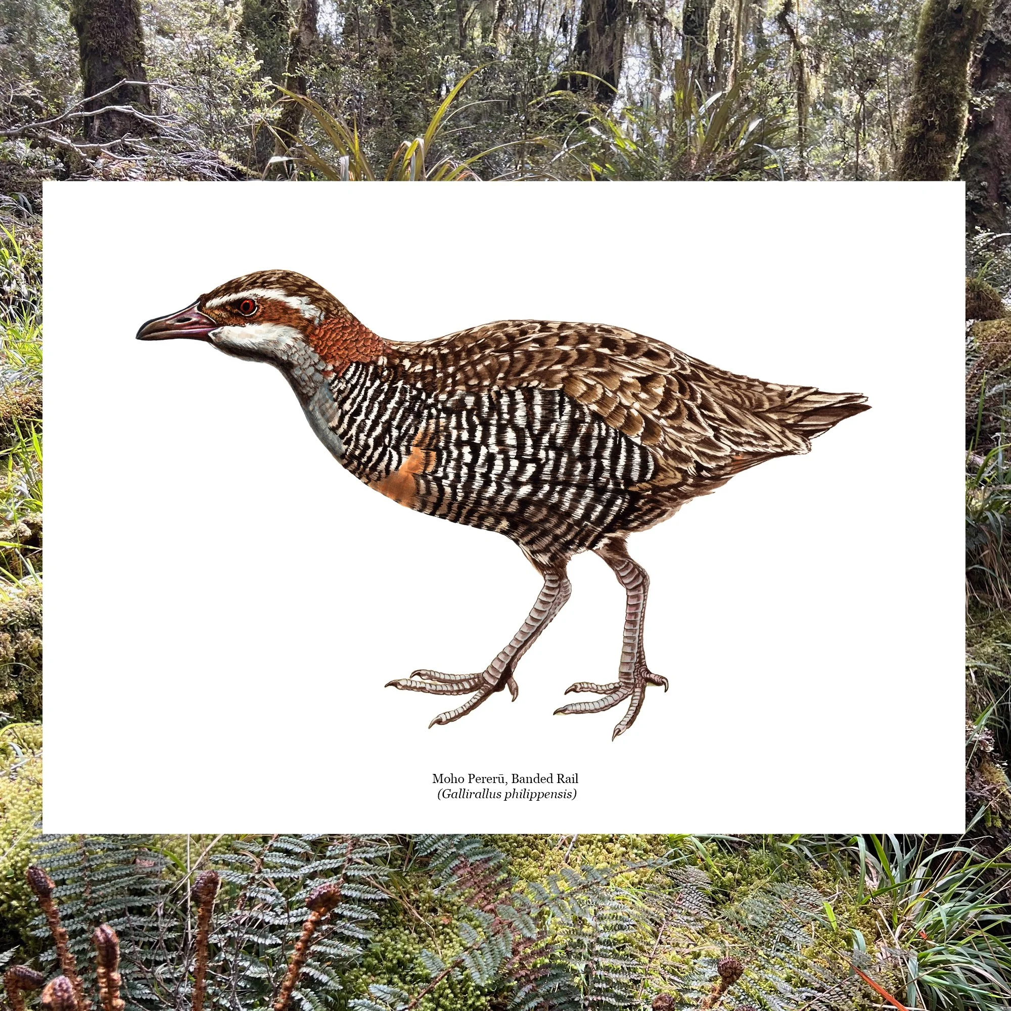 Moho pereru banded rail native bird art print.jpg