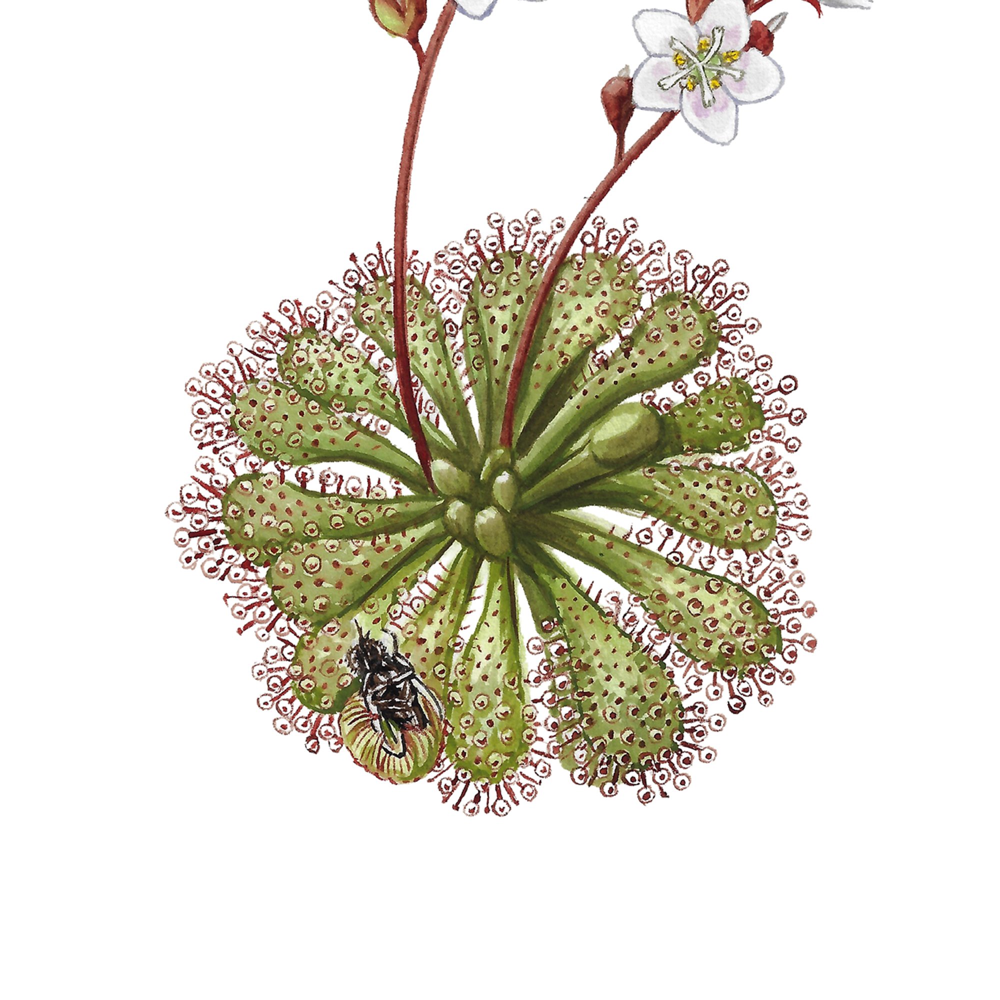 Drosera spatulata sundew nz native plants botanical art print detail.jpg