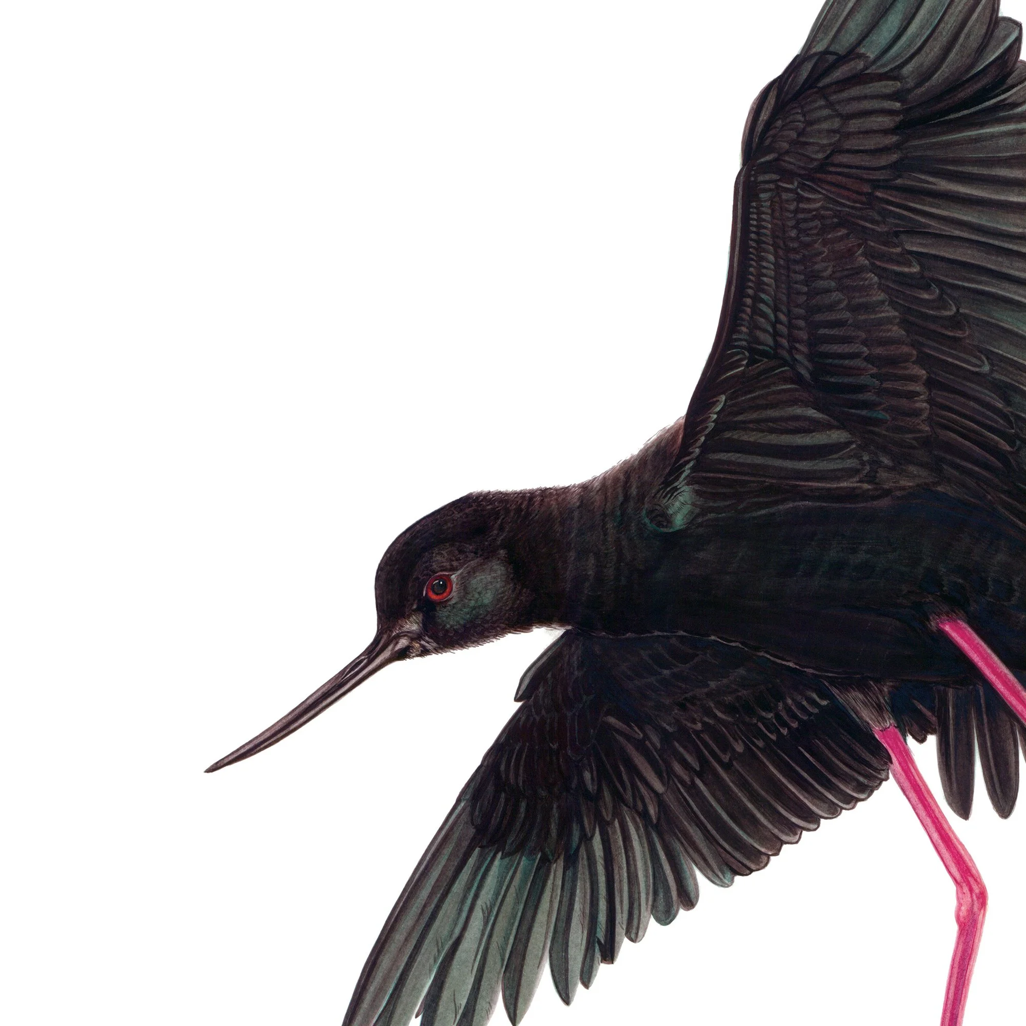 kaki black stilt Erin Forsyth bird art print.jpg