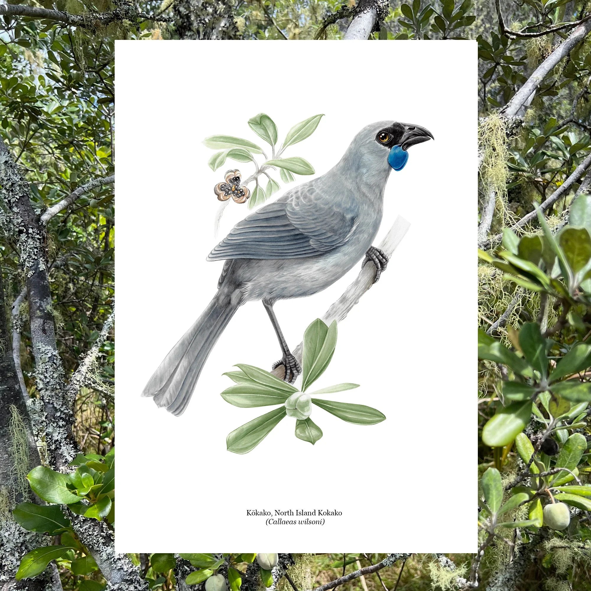 Kokako with karo native bird plant botanical art print.jpg