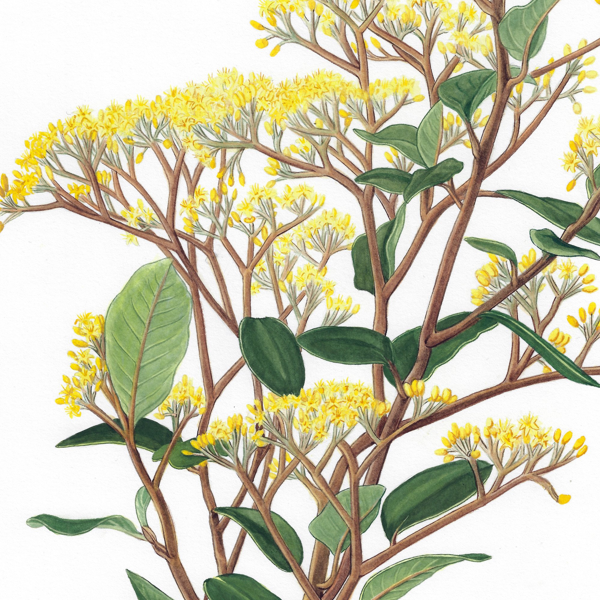 Kumerahou kumarahou Gum-digger’s Soap, Golden Tainui Pomaderris kumeraho botanical art new zealand erin forsyth.jpg