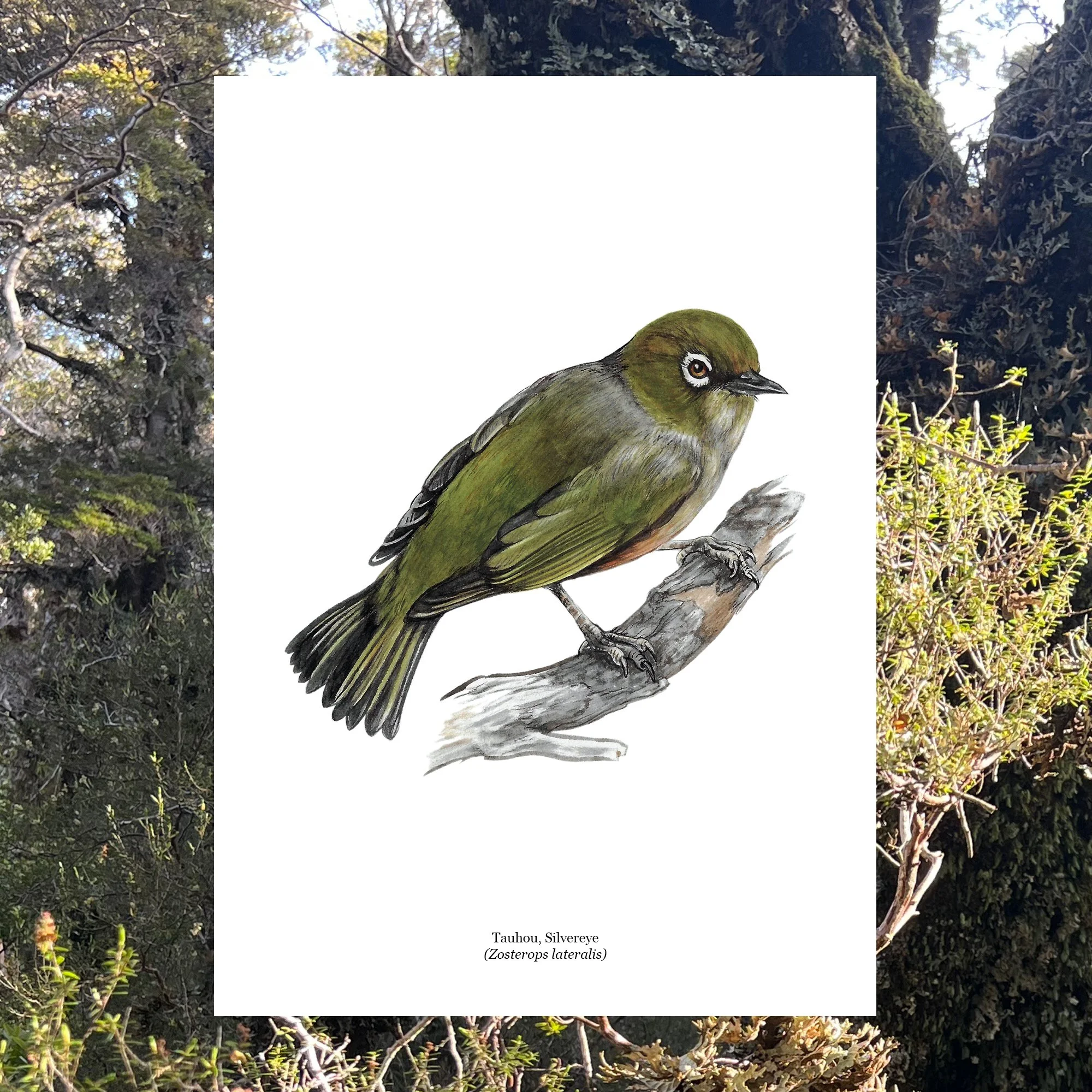 Tauhou silvereye waxeye native bird art print c.jpg
