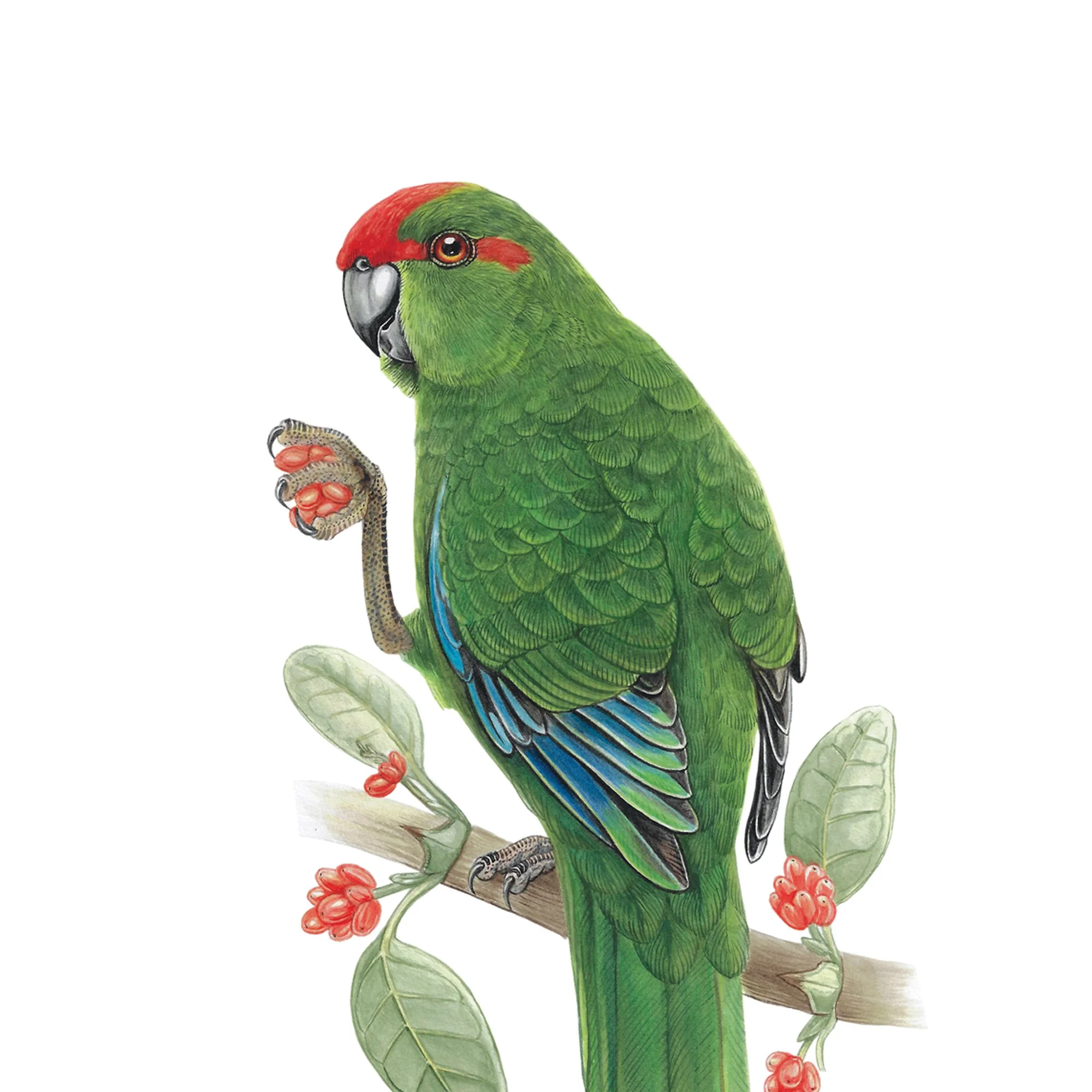 Kakariki and coprosma detail.jpg