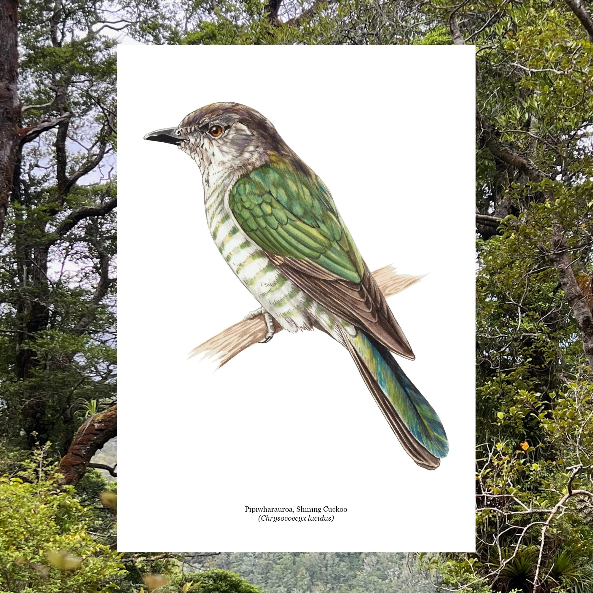 Shining cuckoo native bird art print.jpg