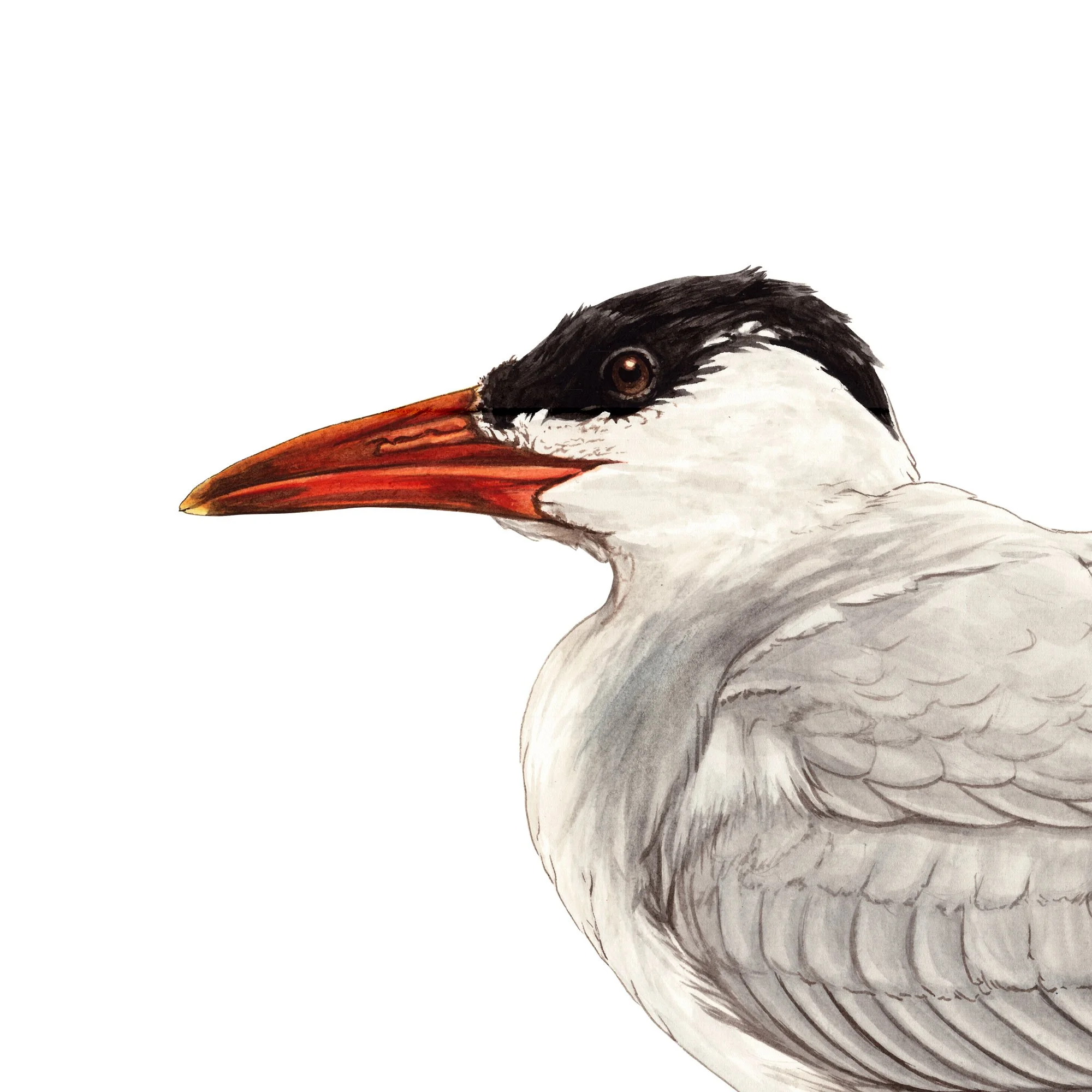 Taranui caspian tern native bird art print detaol.jpg