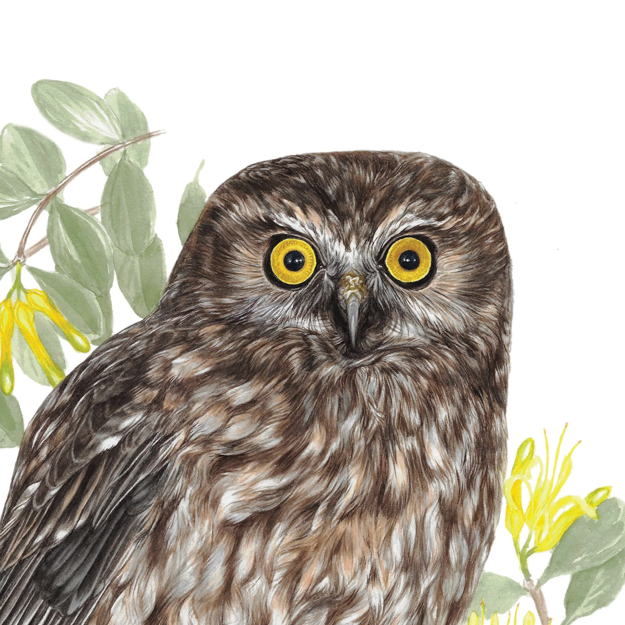 Ruru morepork Ninox novaeseelandiae nz bird art print.jpg