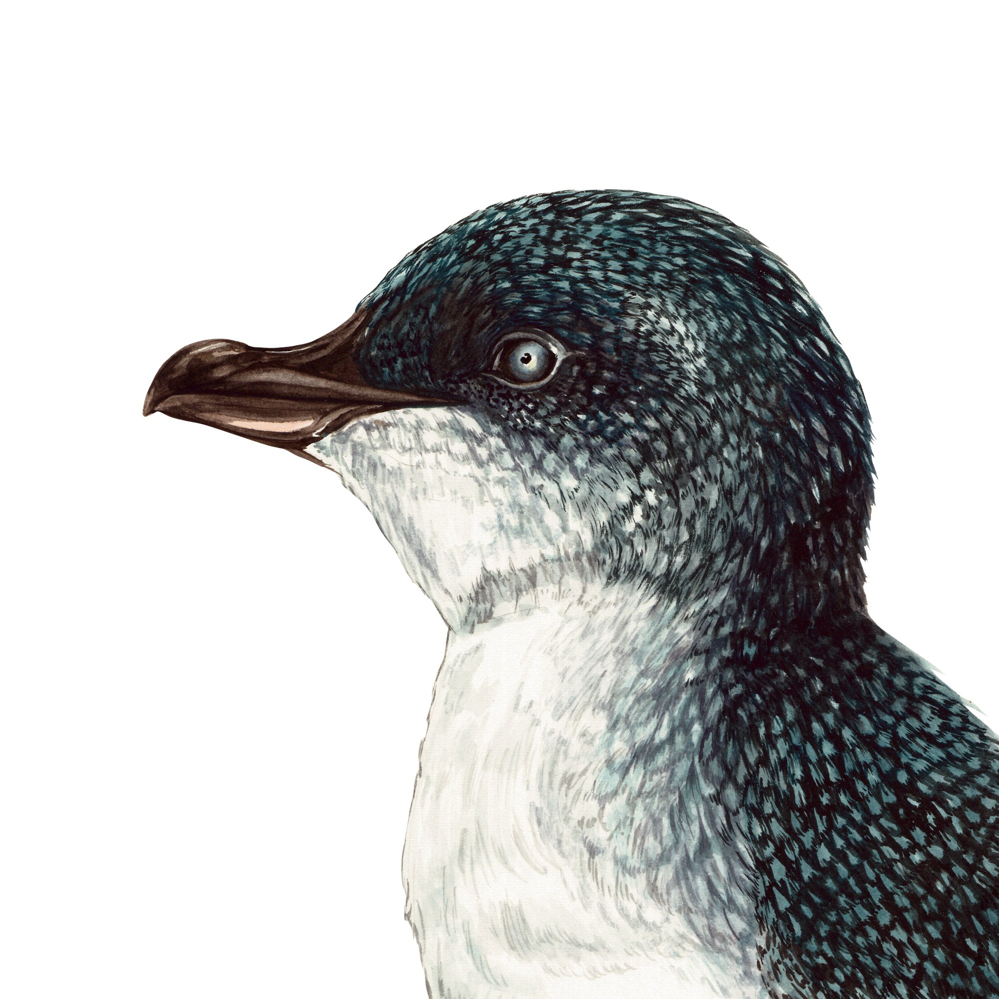 Korora Blue penguin detail native bird art print.jpg