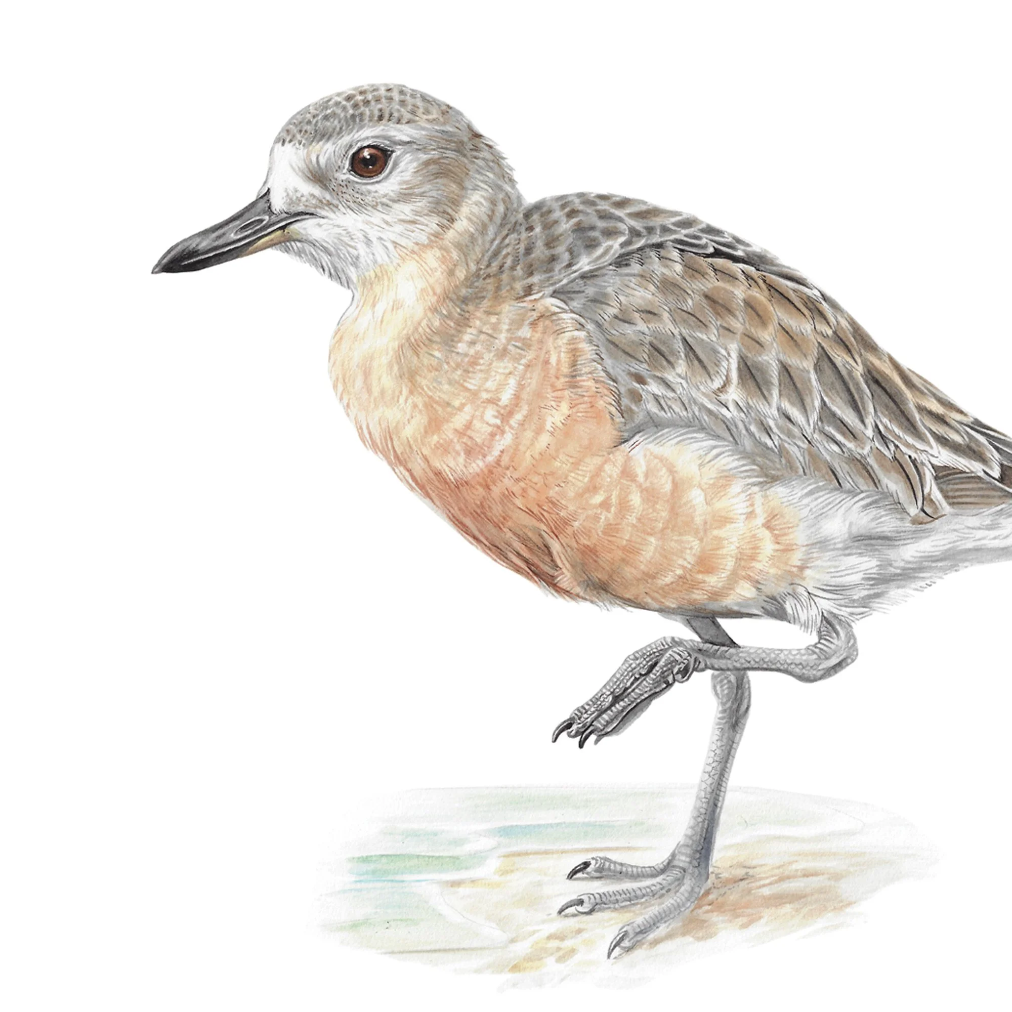 Tūturiwhatu, NZ Dotteral Charadrius obscurus bird art print close up.jpg