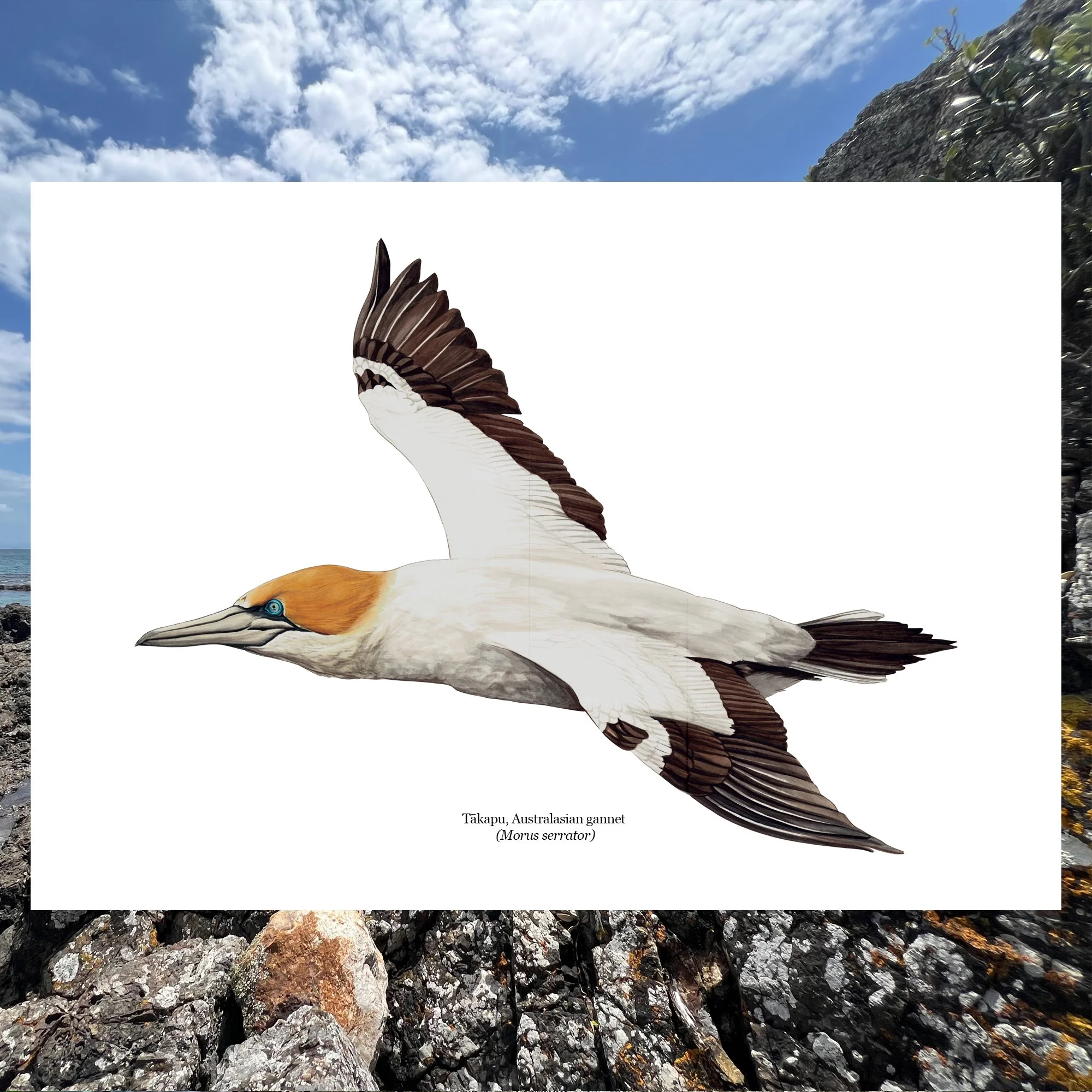 Takapu gannet nz bird art print.jpg