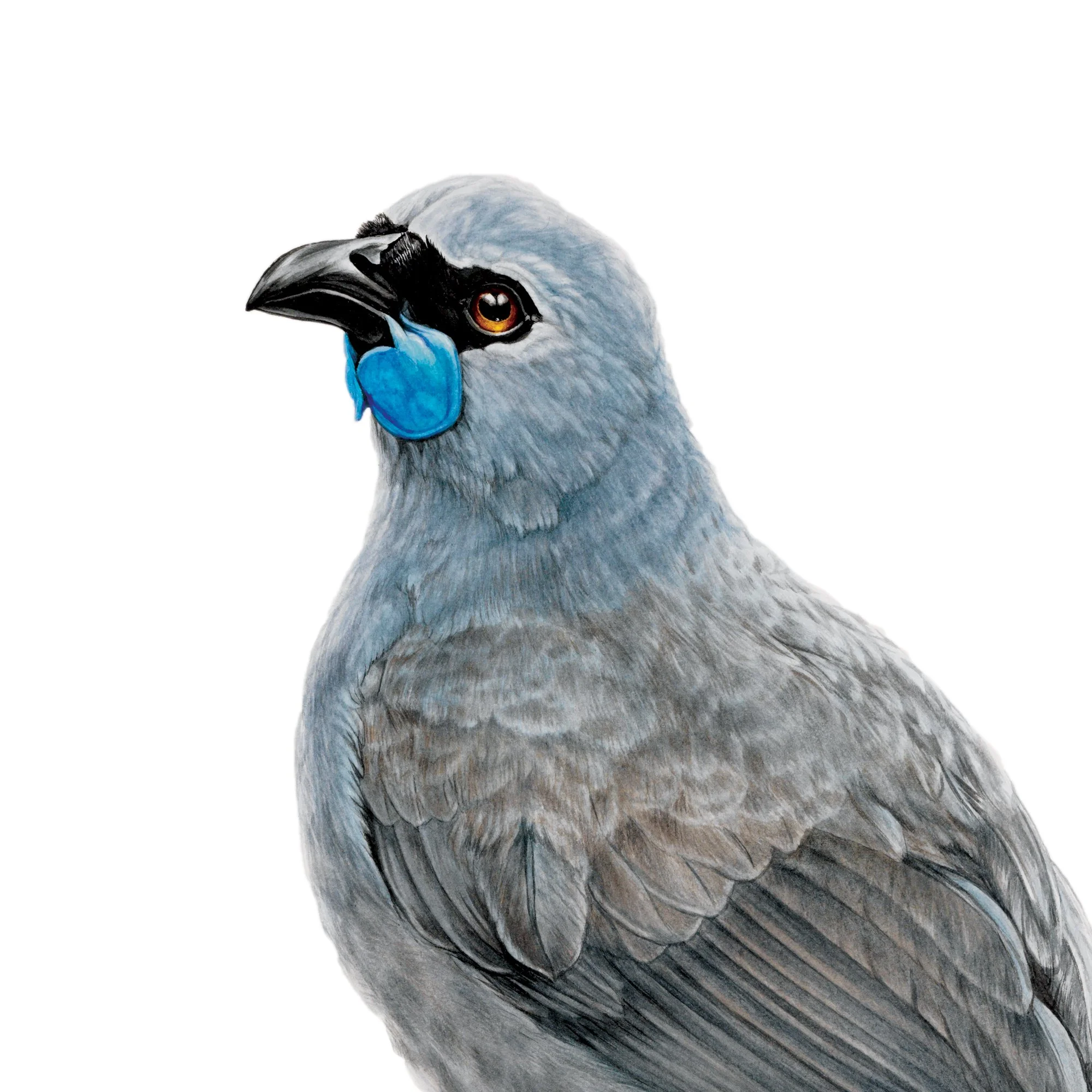 Kokako bird art print native wattled crow.jpg