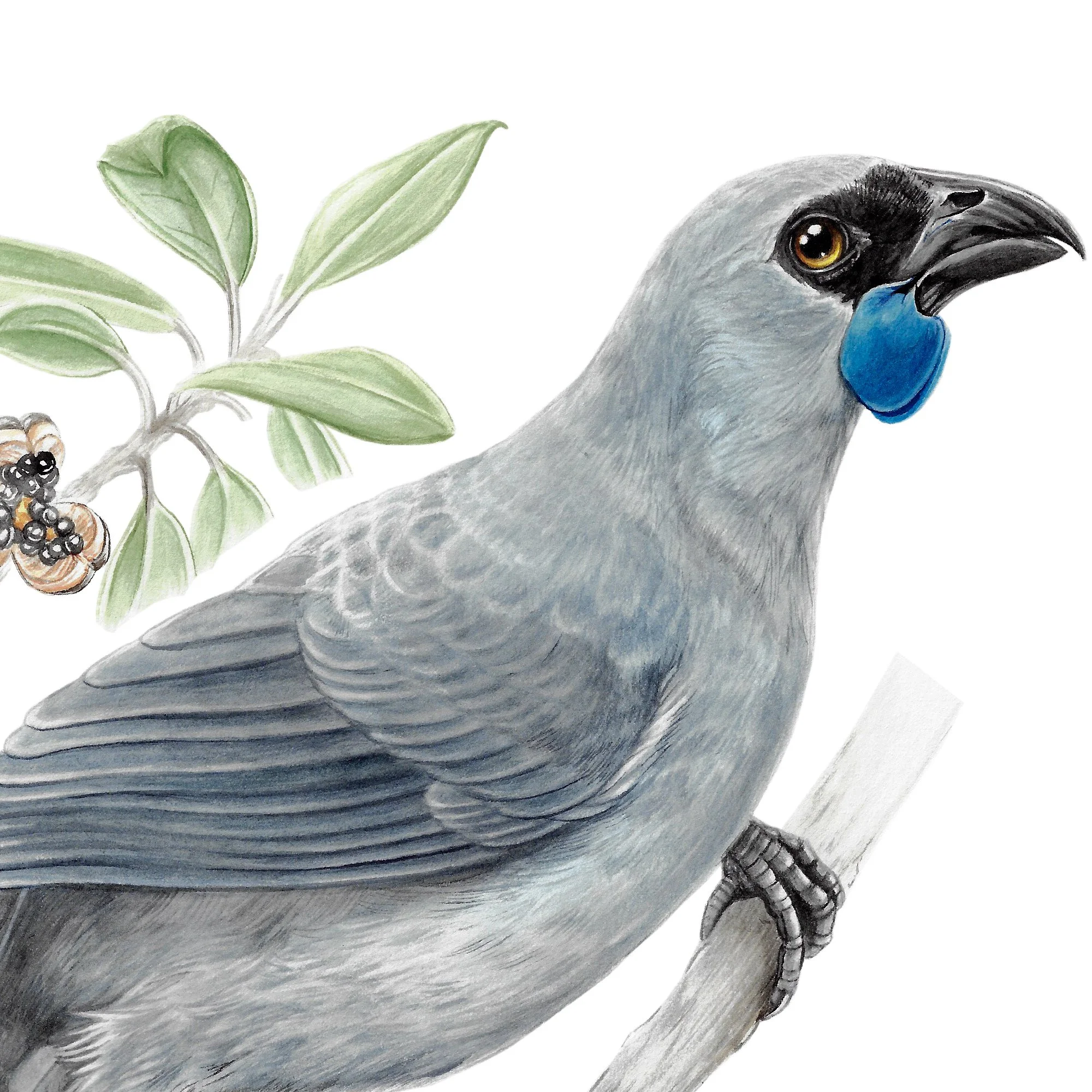 Kokako with karo art print native bird detail.jpg
