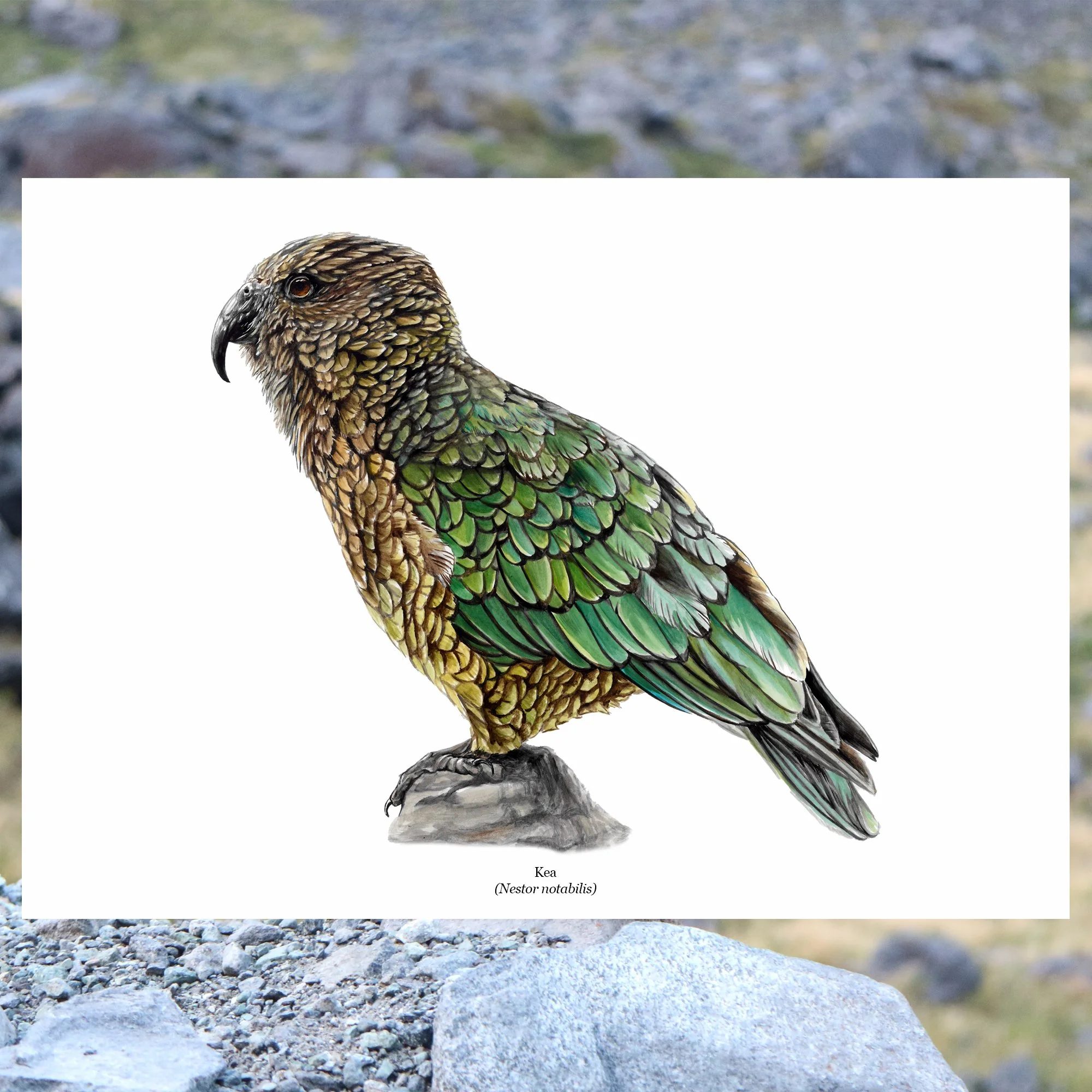 Kea native bird alpine parrot art print.jpg