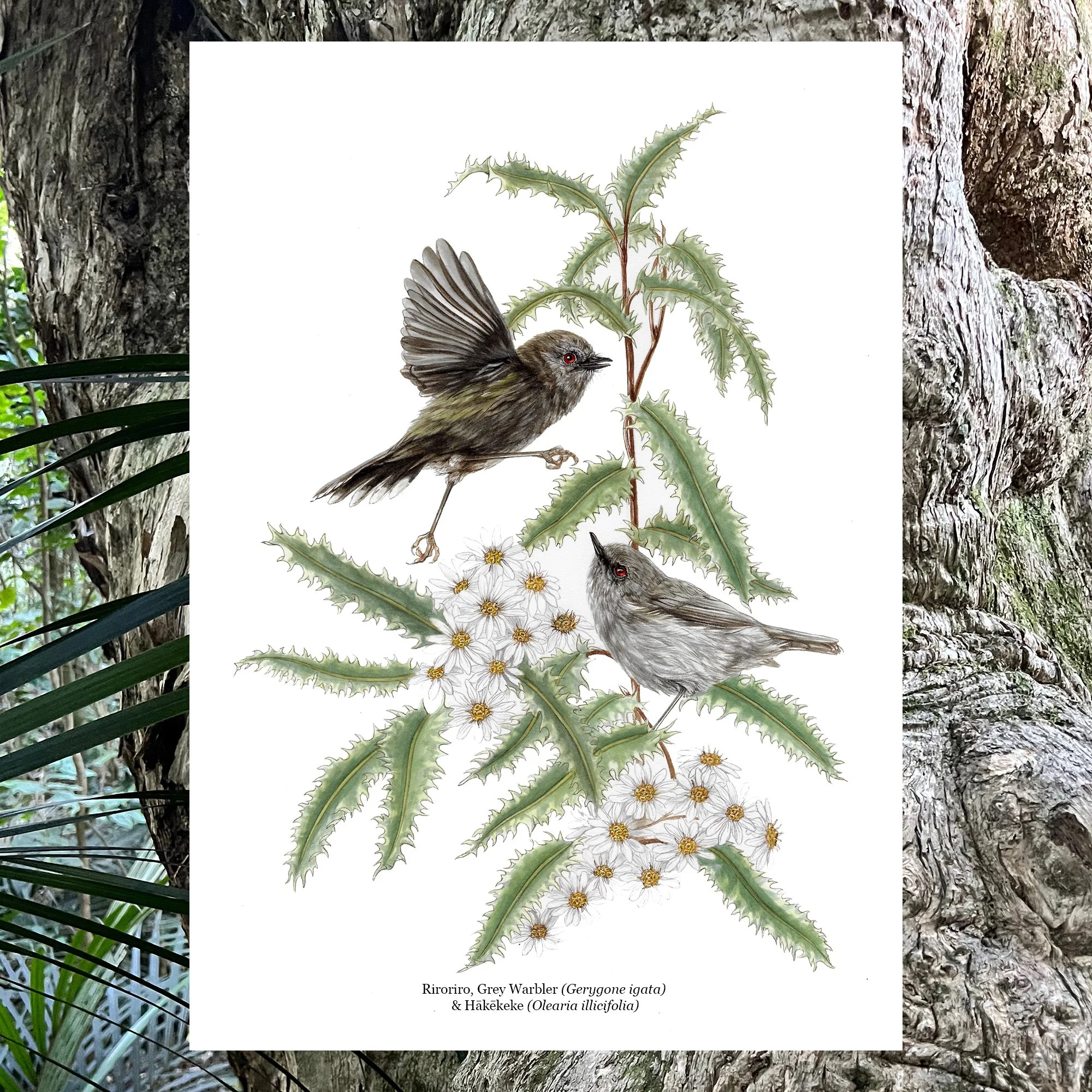riroriro warbler native plant bird art botanical print.jpg