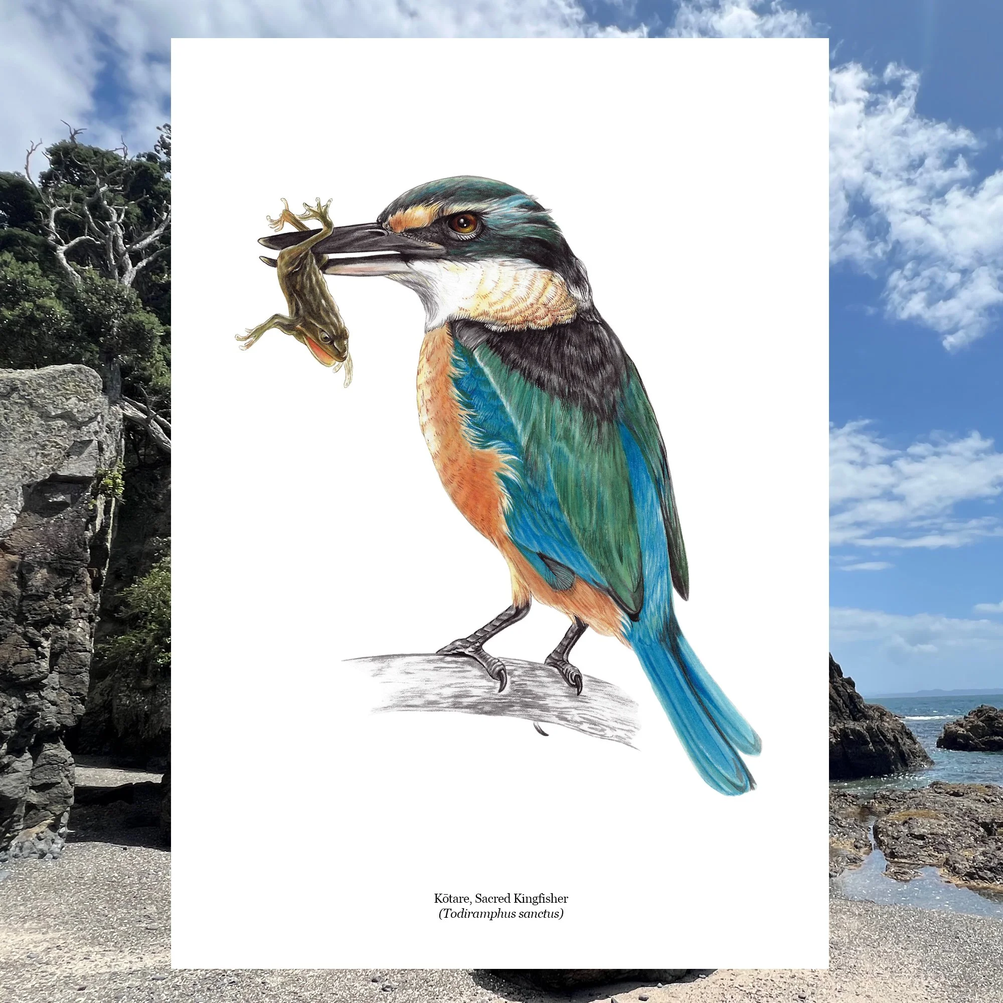 Kotare kingfisher native bird art print.jpg