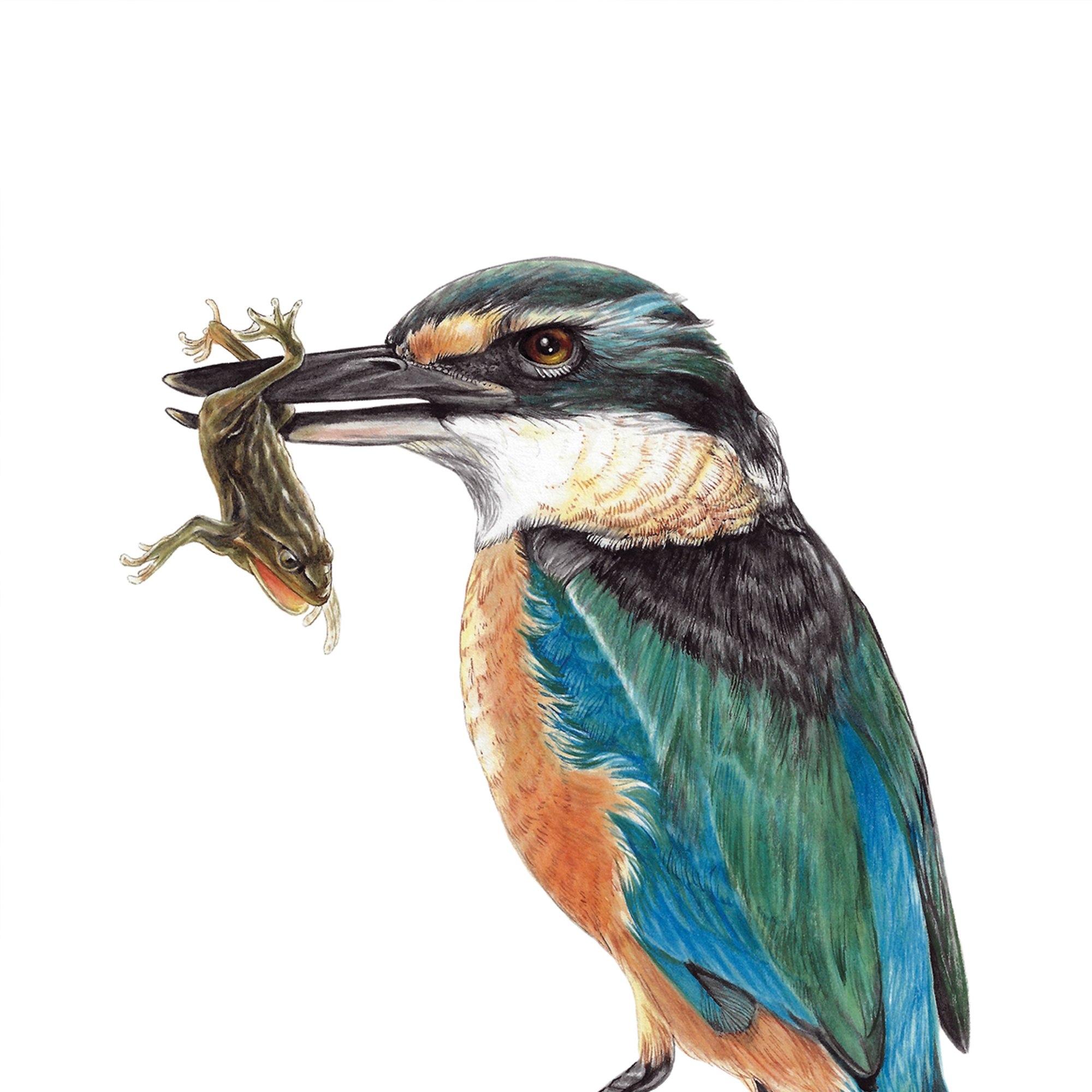 Kotare kingfisher native bird art painting print.jpg