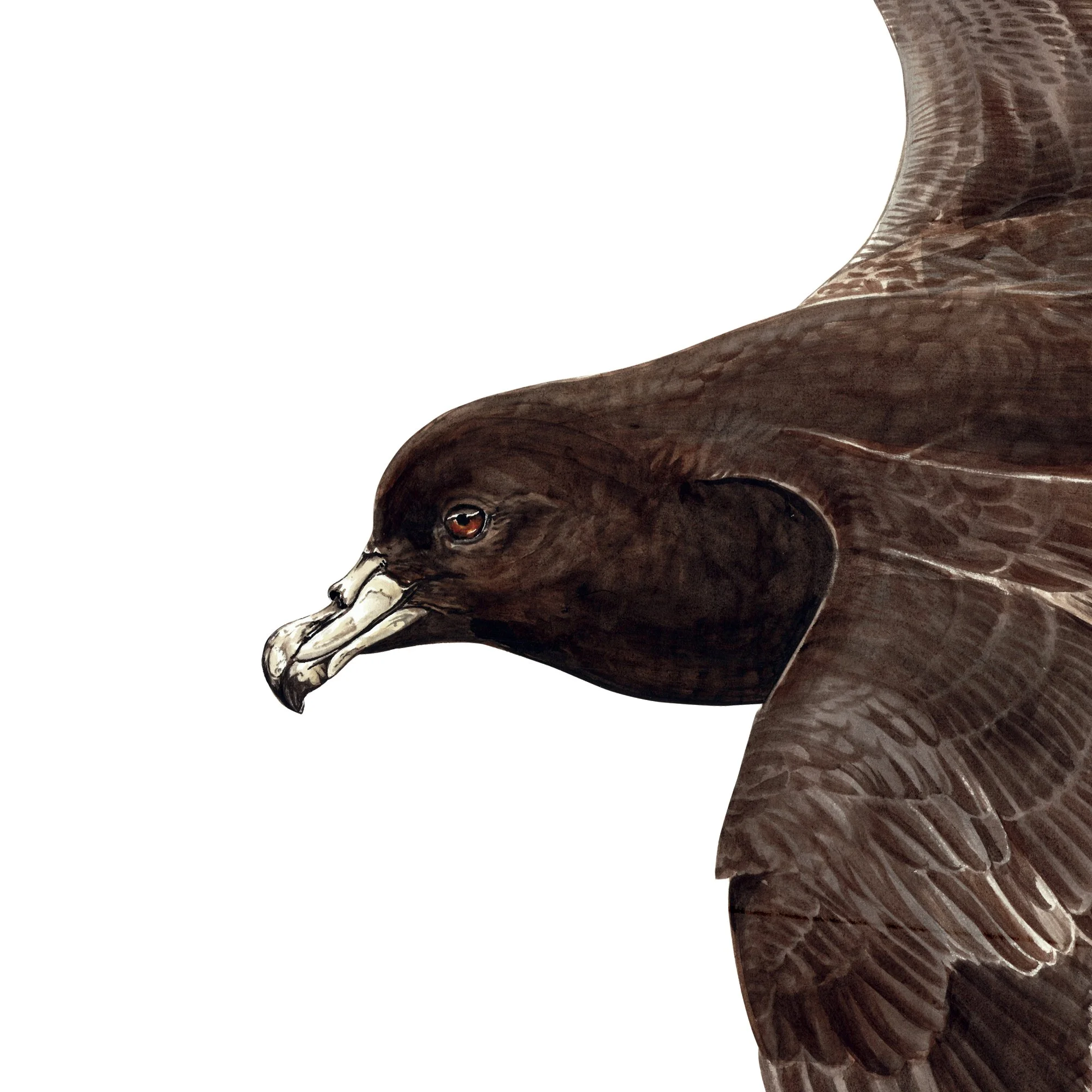 Taiko black petrel detail art print native bird.jpg
