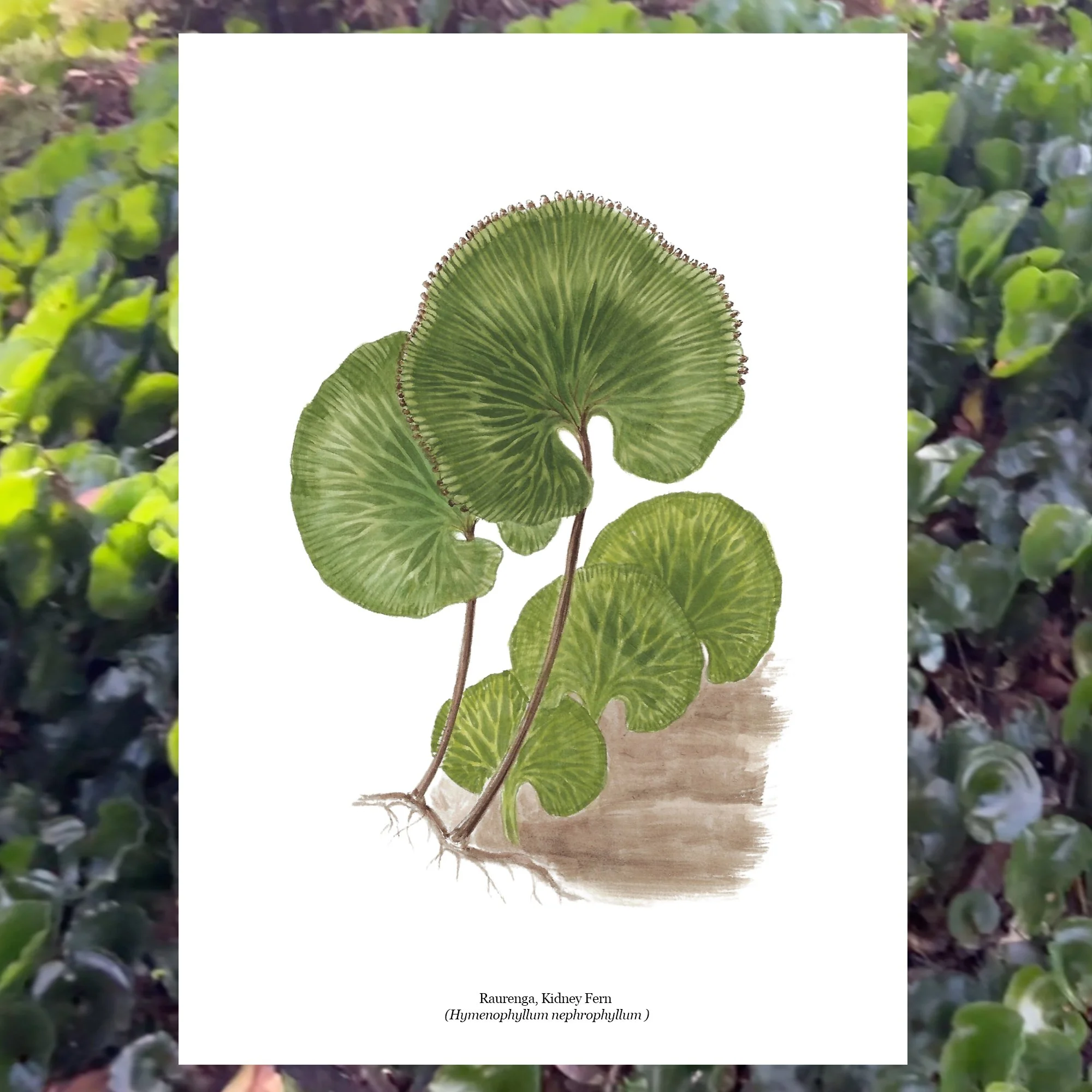Raurenga kidney fern hymenophyllum botanical art.jpg
