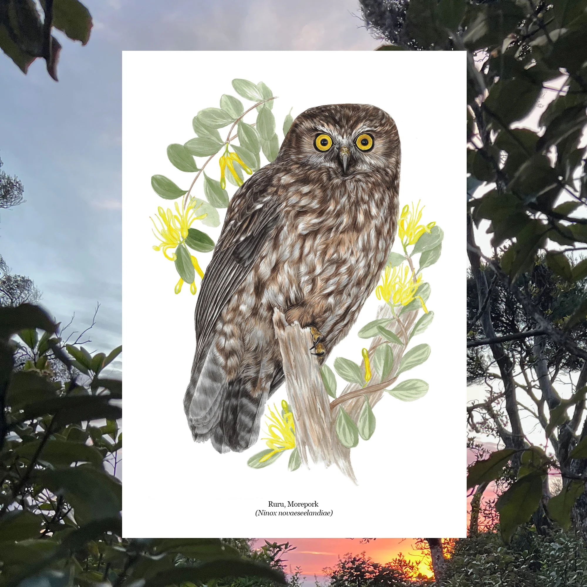 Ninox novaeseelandiae Ruru Morepork Erin Forsyth art nz bird print.jpg