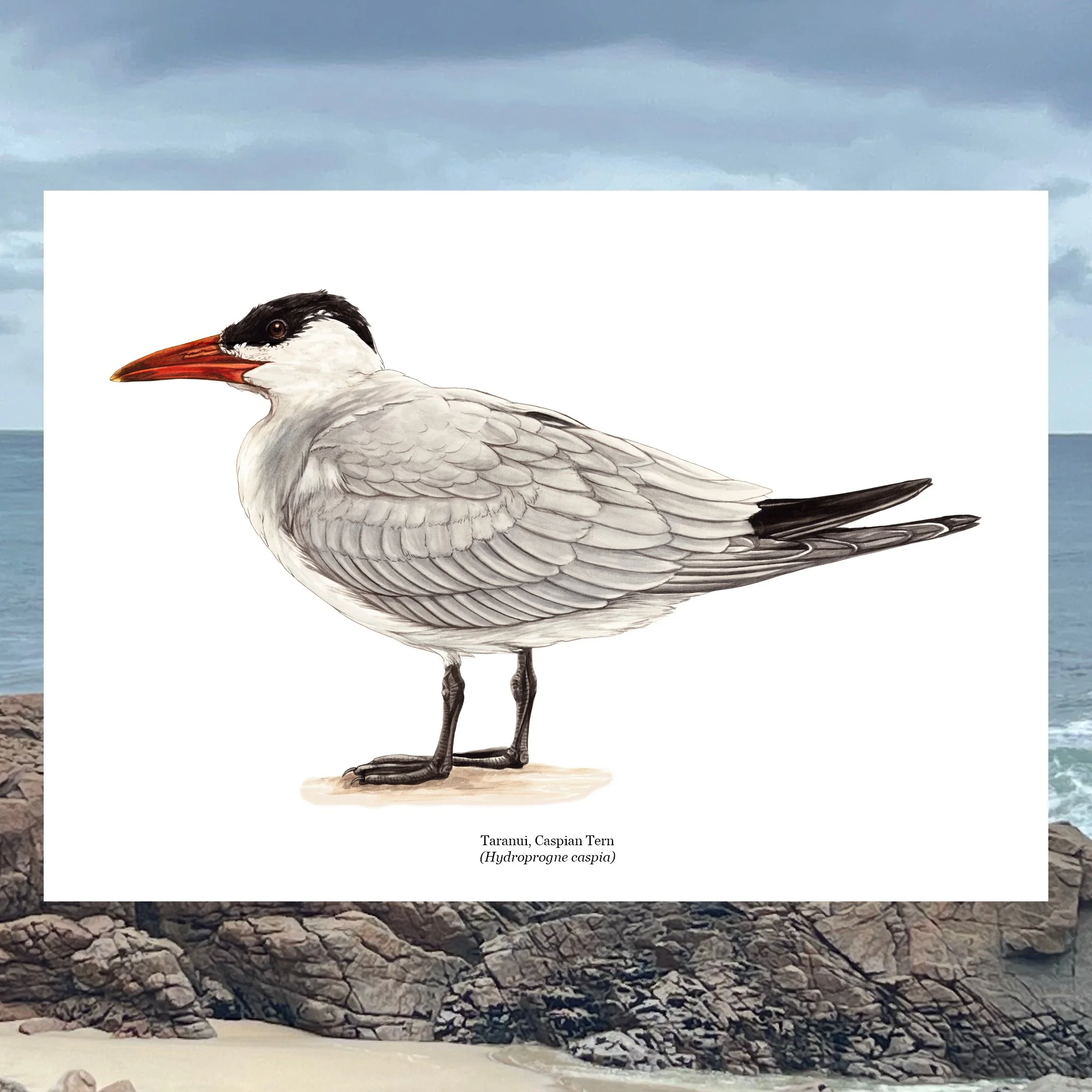 Taranui caspian tern native bird art print.jpg