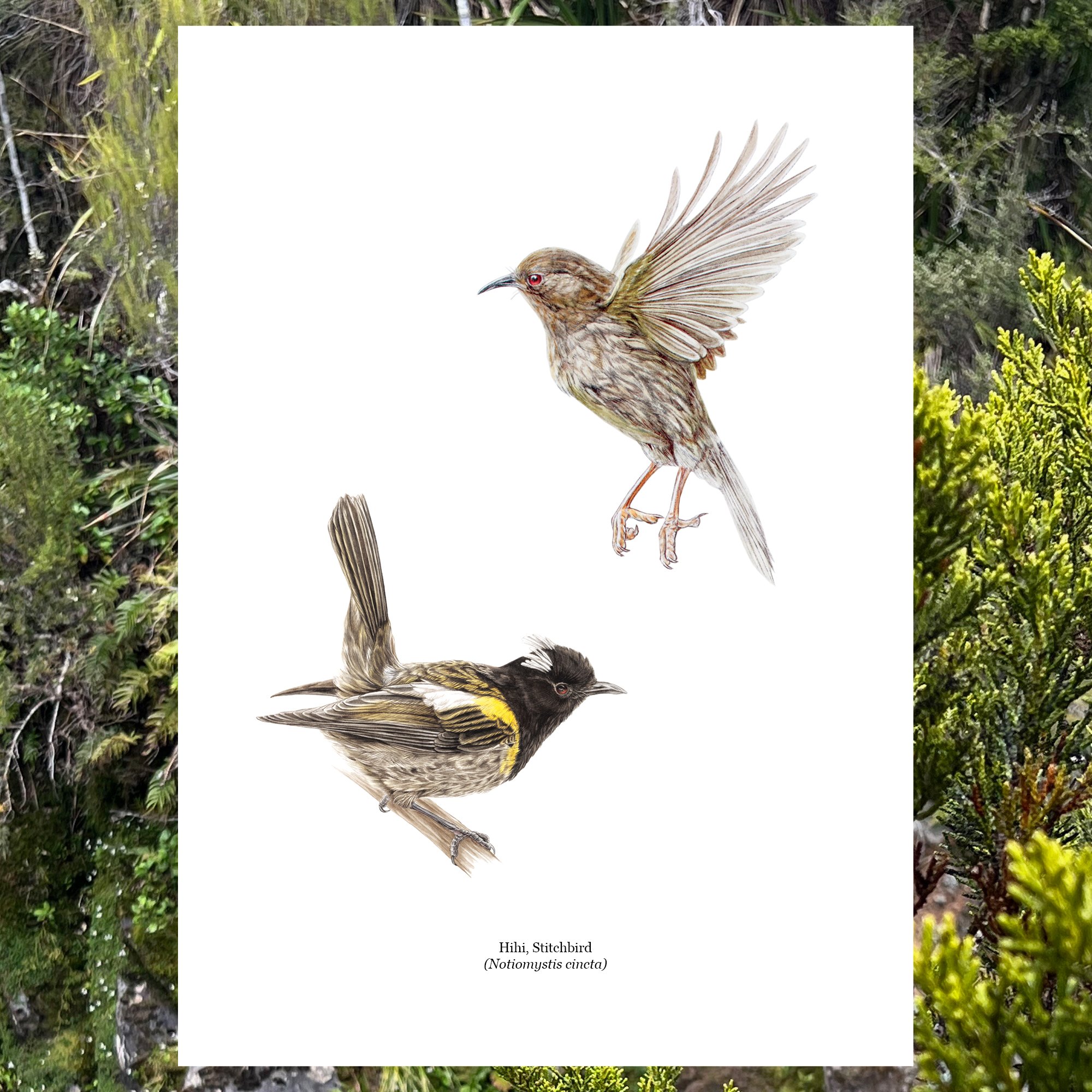 Male and female hihi nz native bird art print.jpg