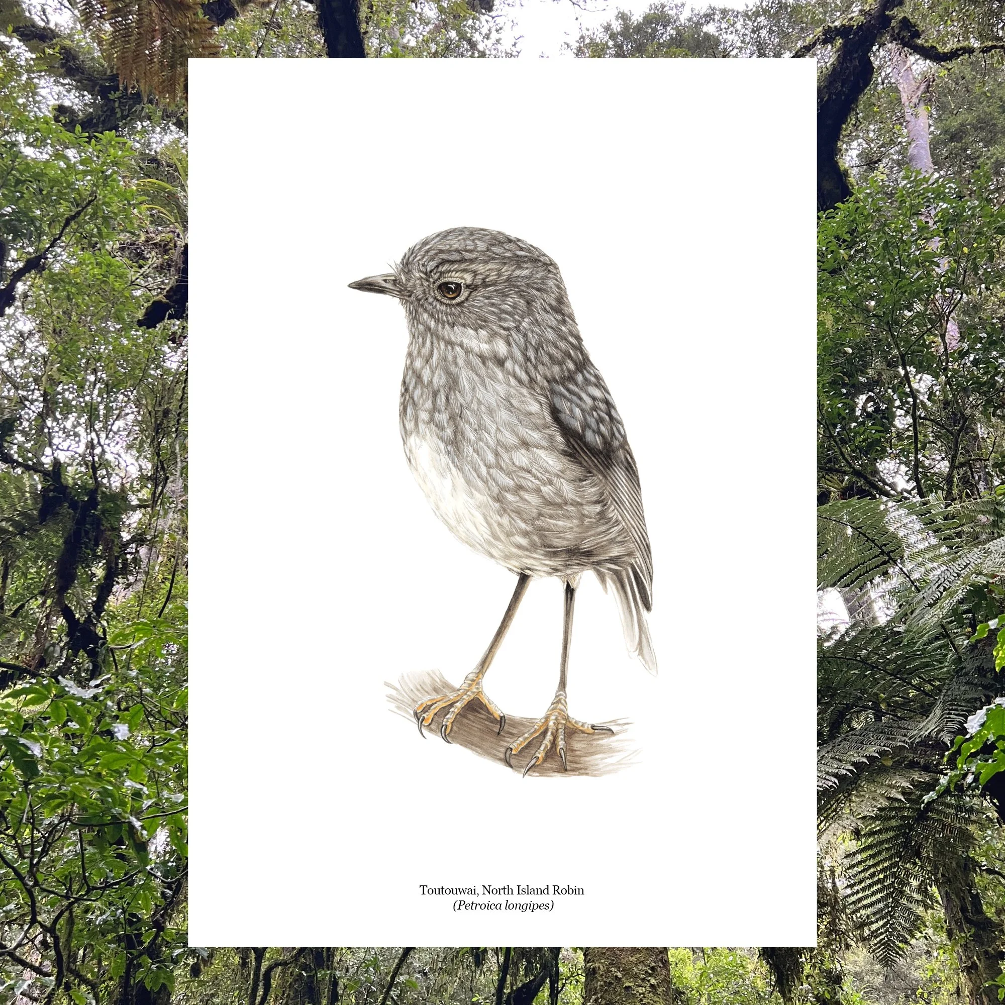 Toutouwai, North Island Robin Petroica longipes nz bird art print erin forsyth.jpg