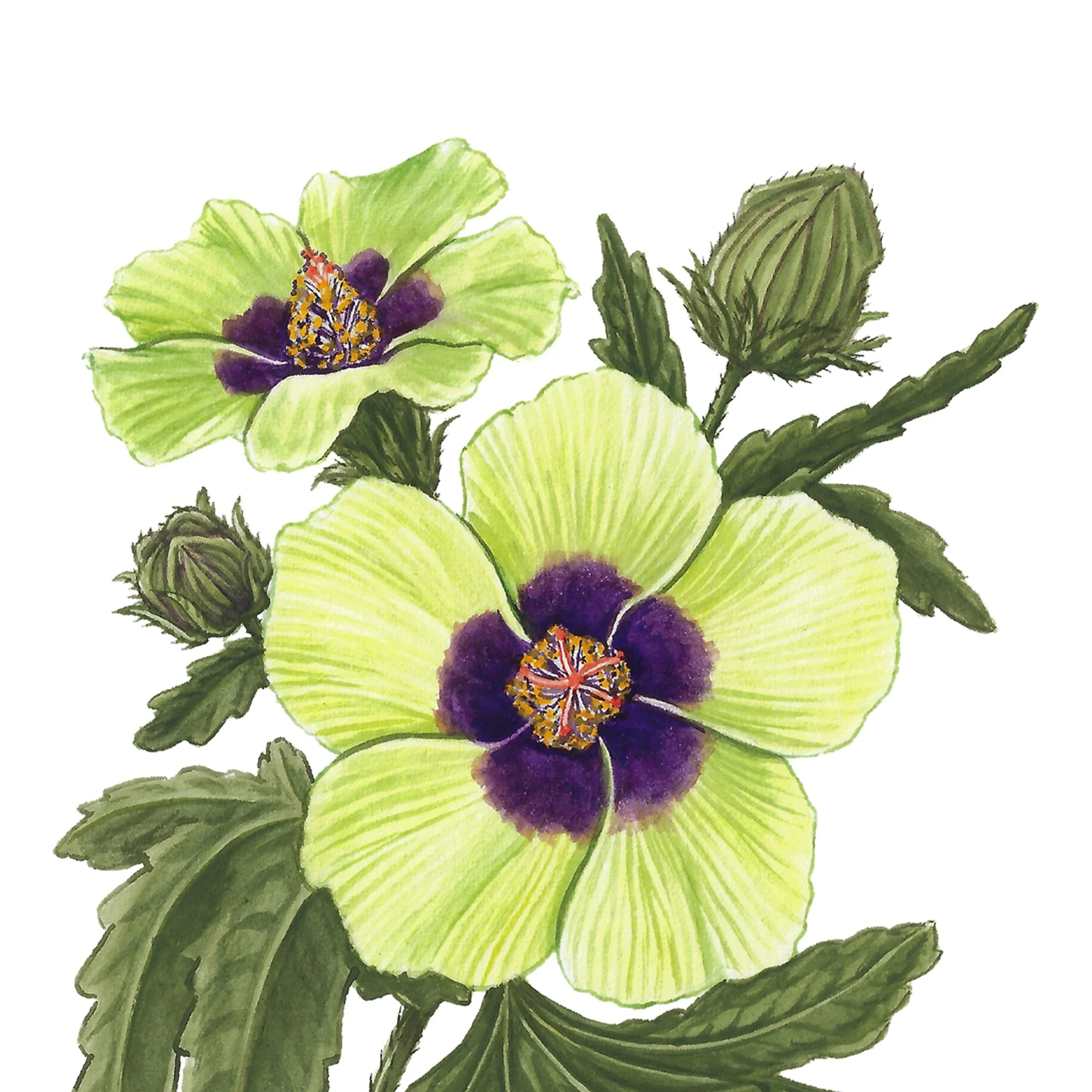 Hibiscus trionum richardsonii native plant botanical art print nz detail.jpg