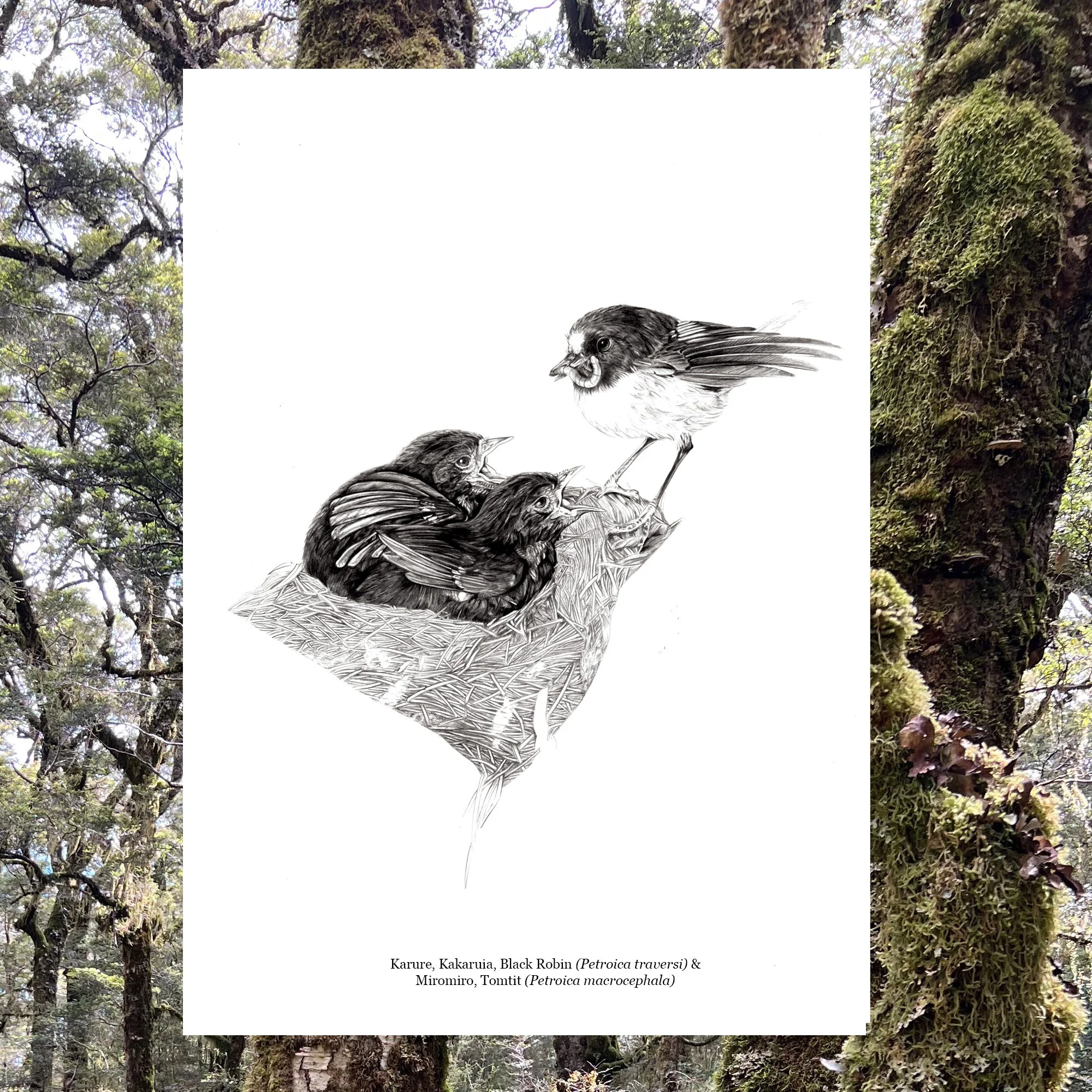 Karure Black Robin native bird print.jpg