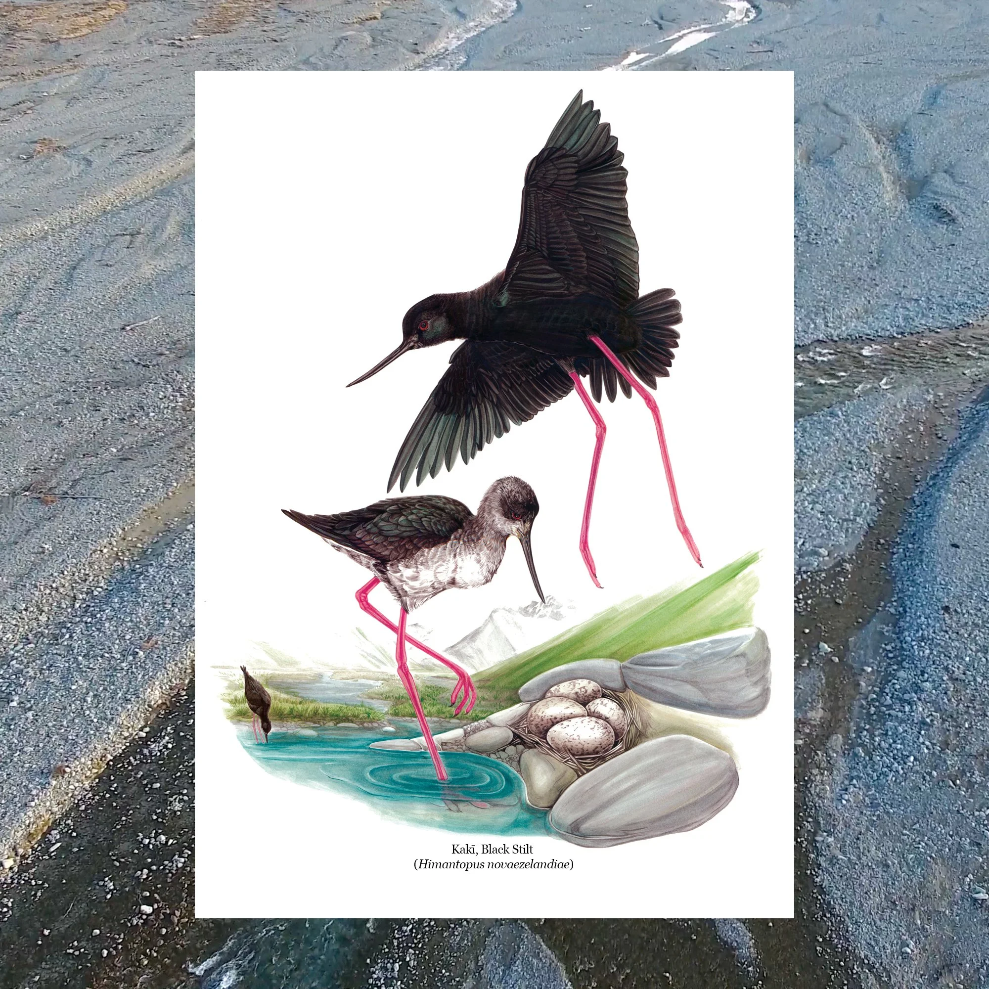 Kaki Black Stilit Erin Forsyth bird art print nz.jpg