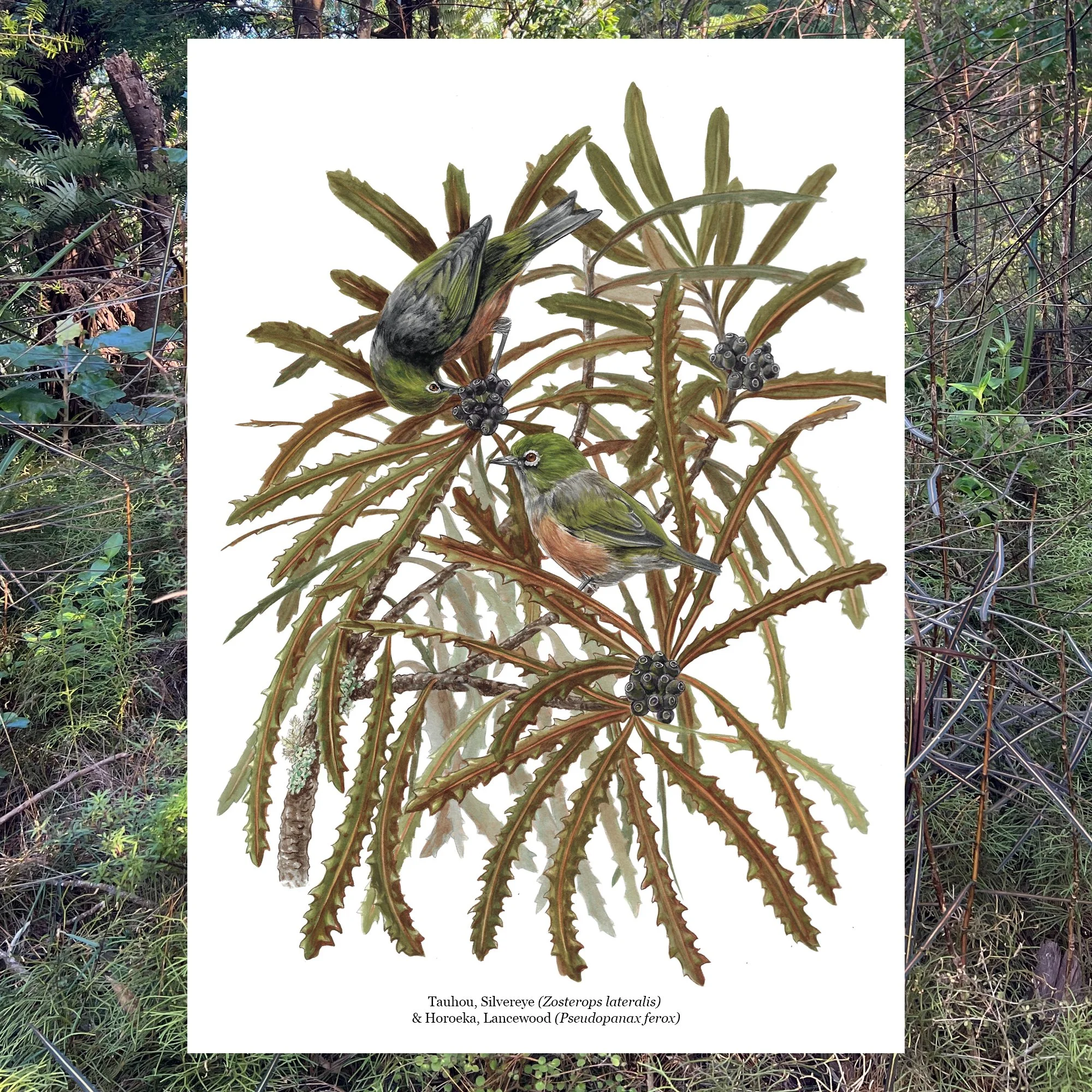 Tauhou silvereye horoeka lancewood pseudopanax native bird botanical art print.jpg