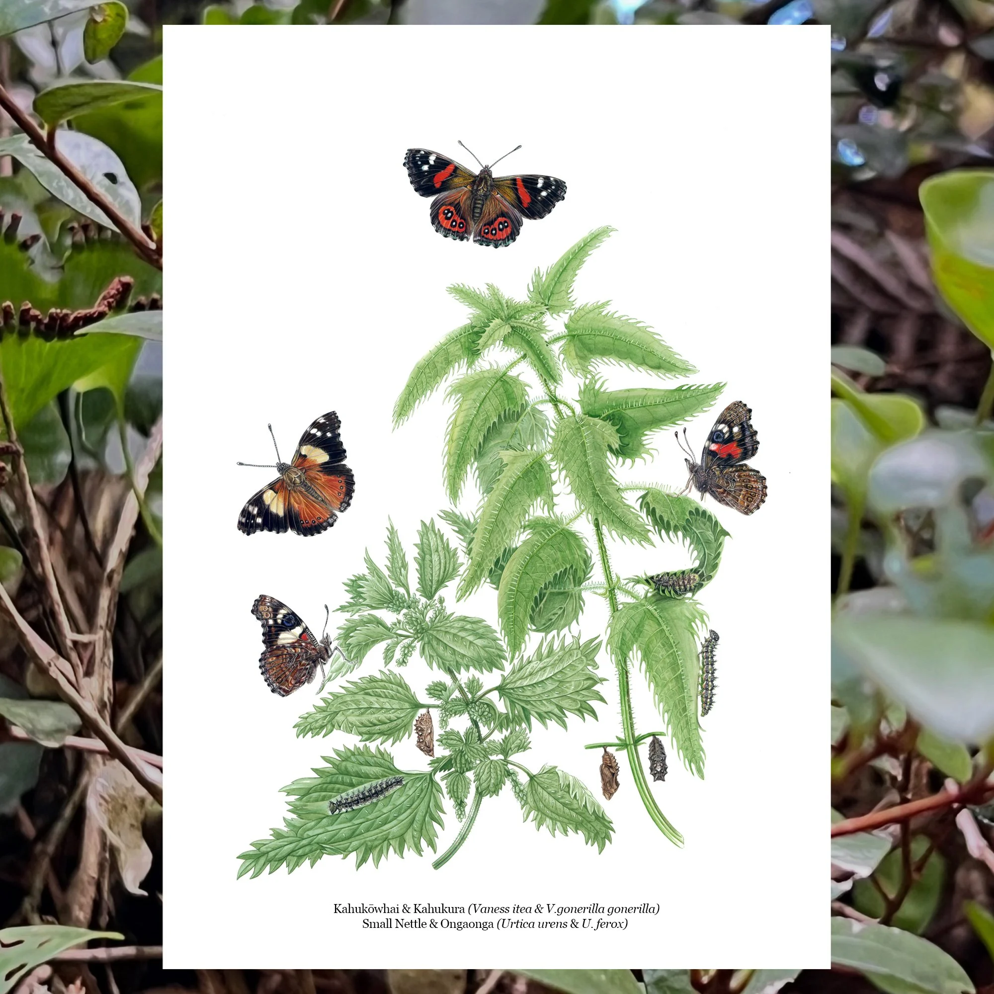Kahukōwhai & Kahukura (Vanessa itea & V. gonerilla) LIMITED EDITION FINE ART PRINT