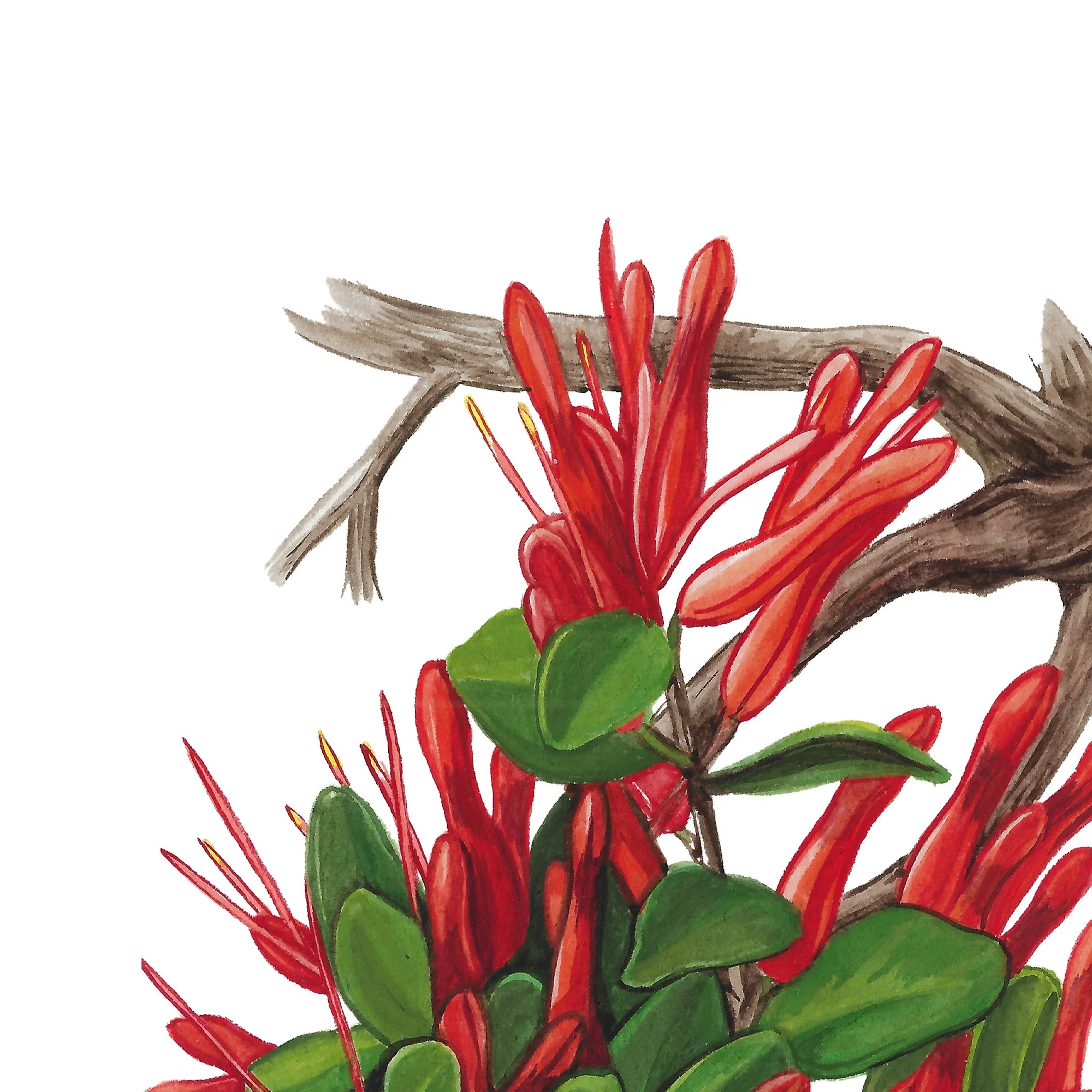 Pirita nz mistletoe web botanical illustration.jpg