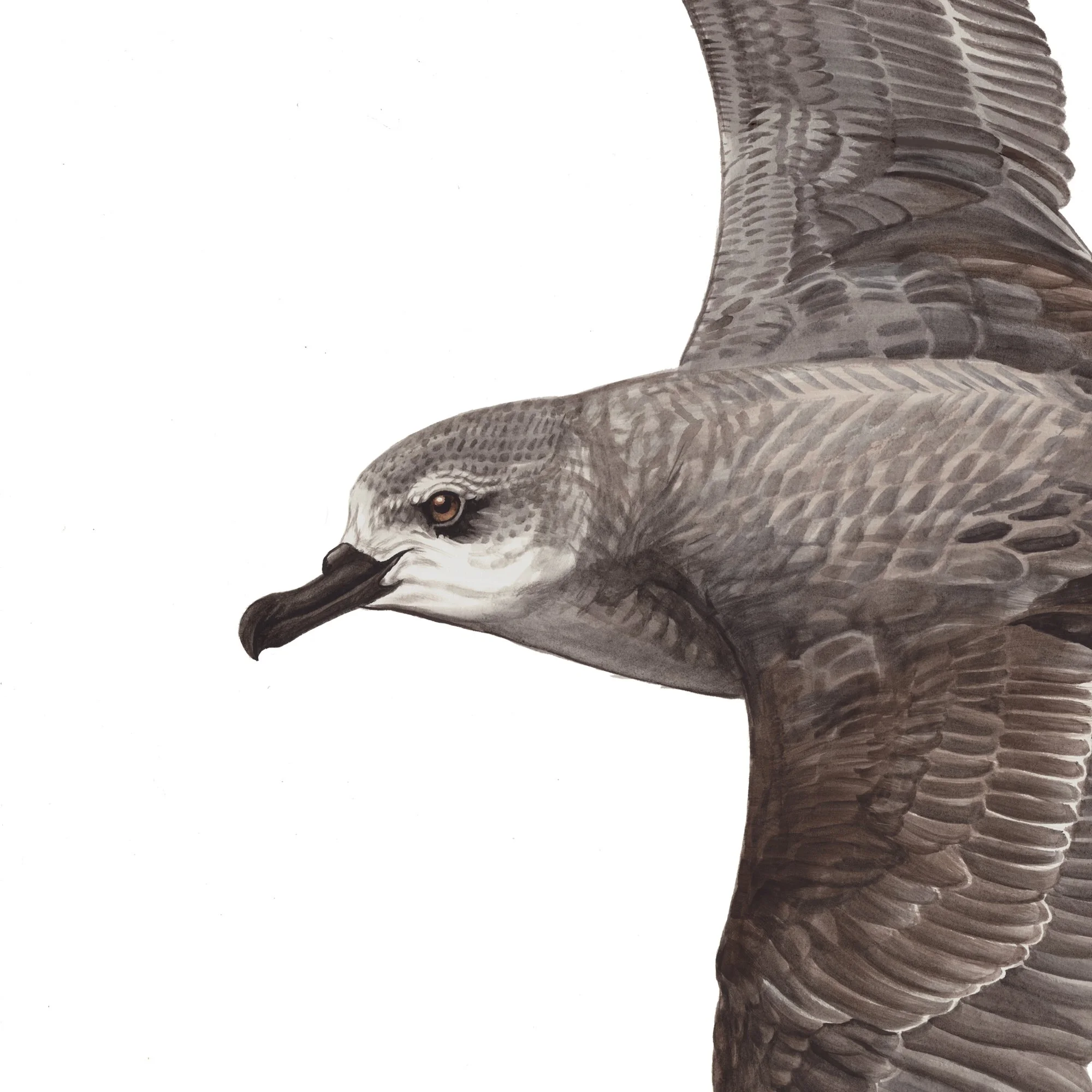 Titi cooks petrel close up detail erin forsyth bird art print.jpg