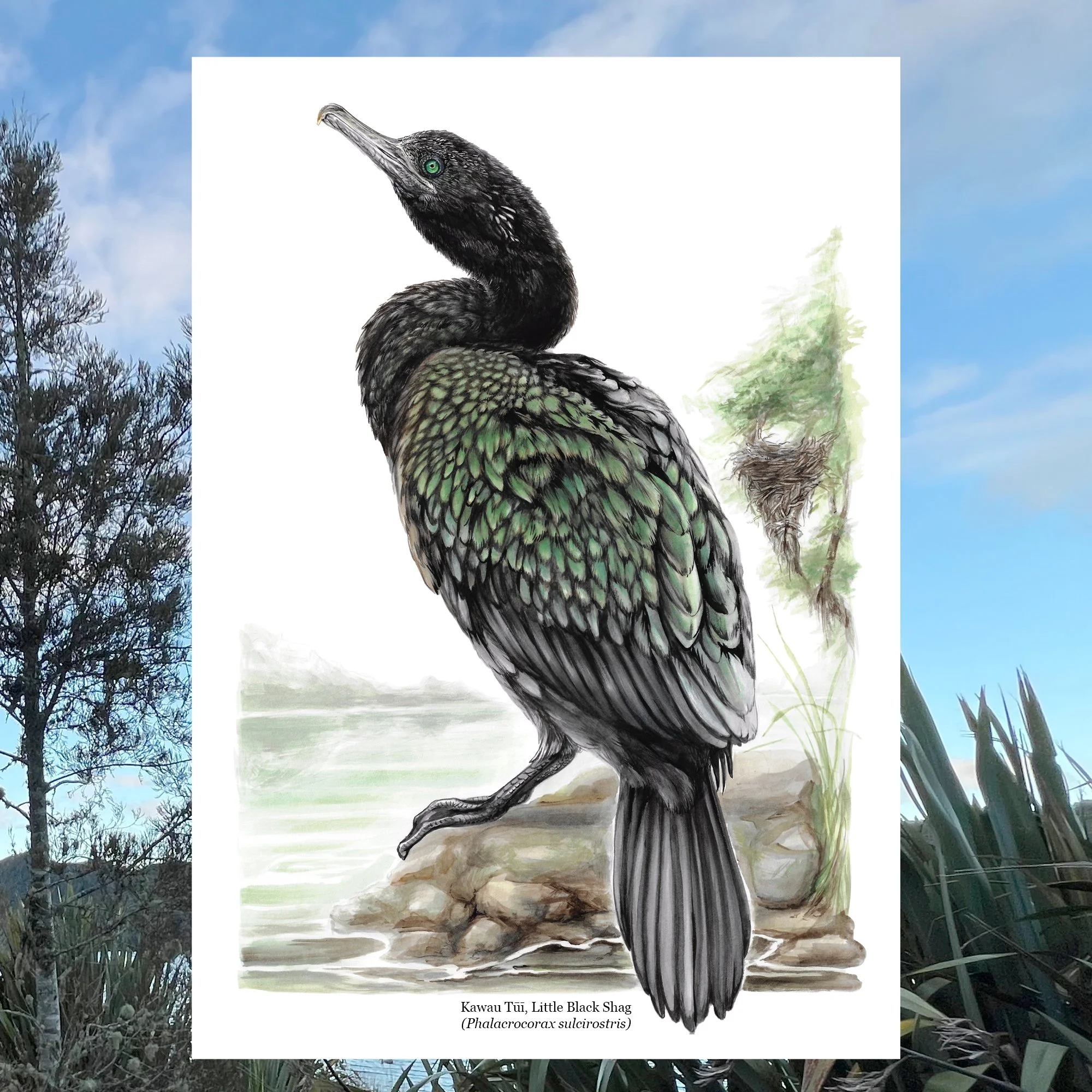 Little black shag kawau tui native bird art print.jpg