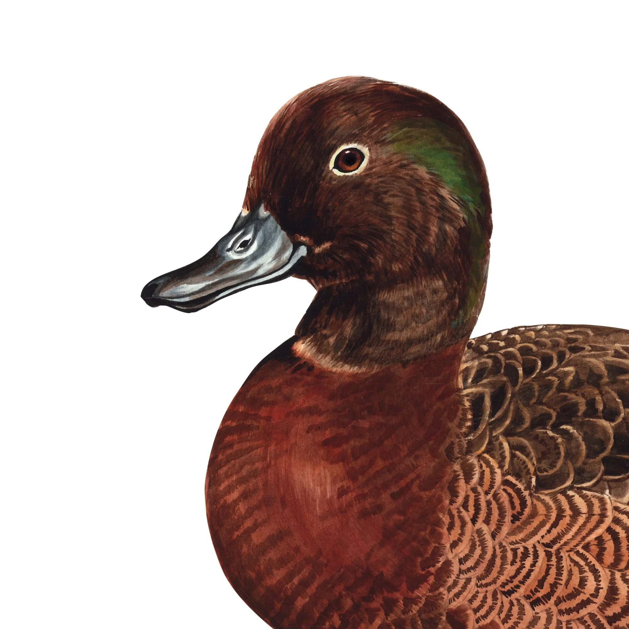 Pateke brown teal nz duck print art detail.jpg