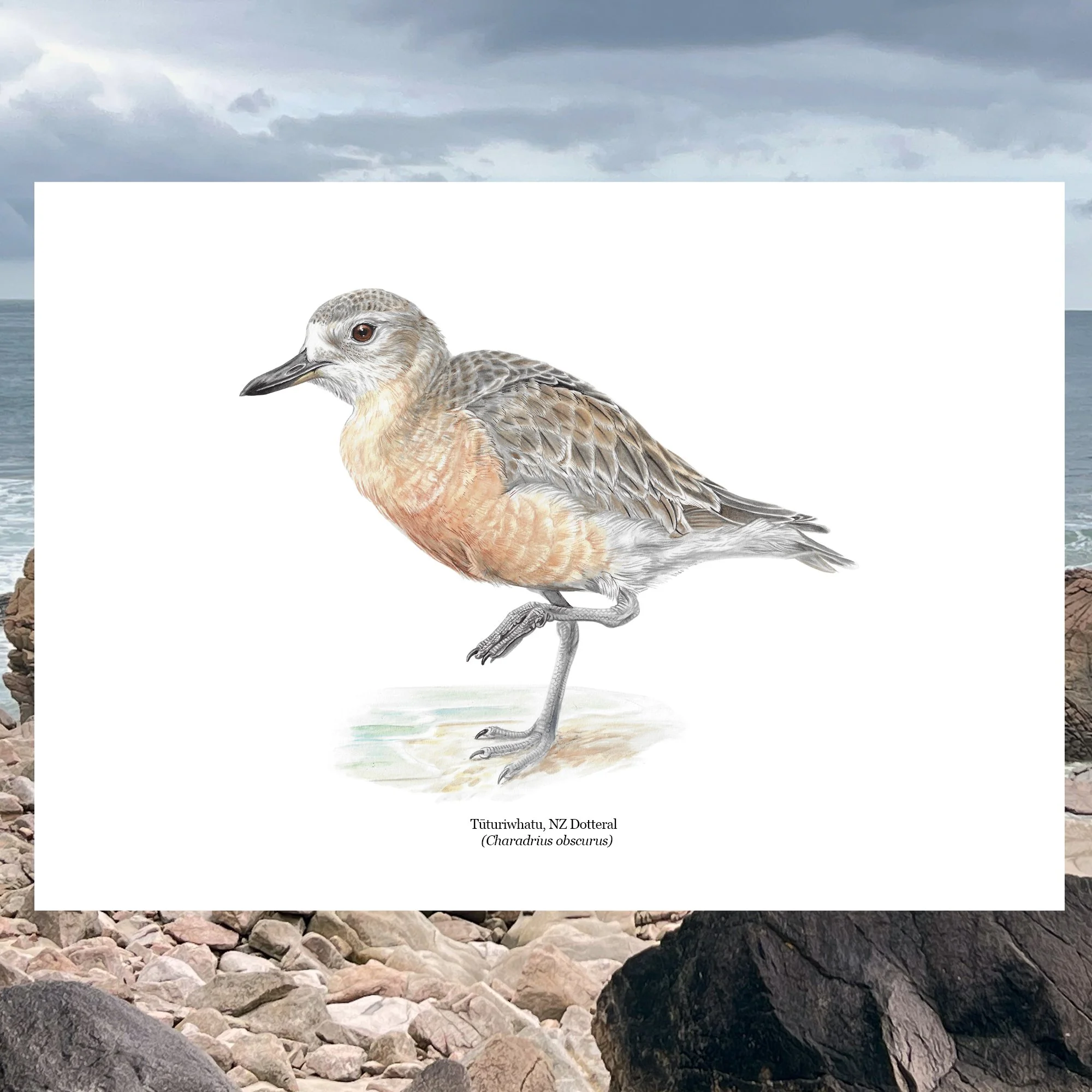 Tūturiwhatu, NZ Dotteral Charadrius obscurus bird art print nz copy.jpg