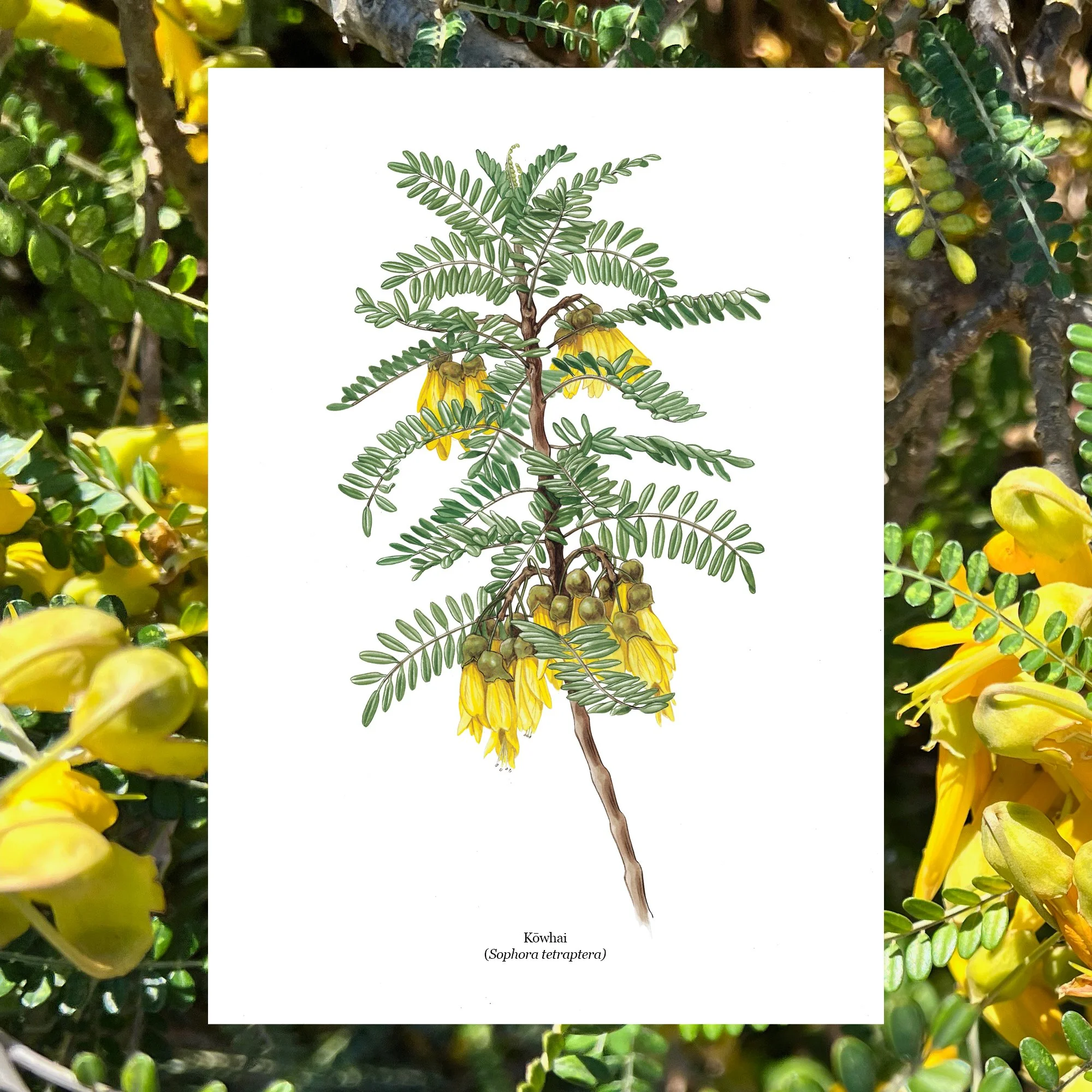 Kowhai Sophora tetraptera botanical art print native plants nz.jpg