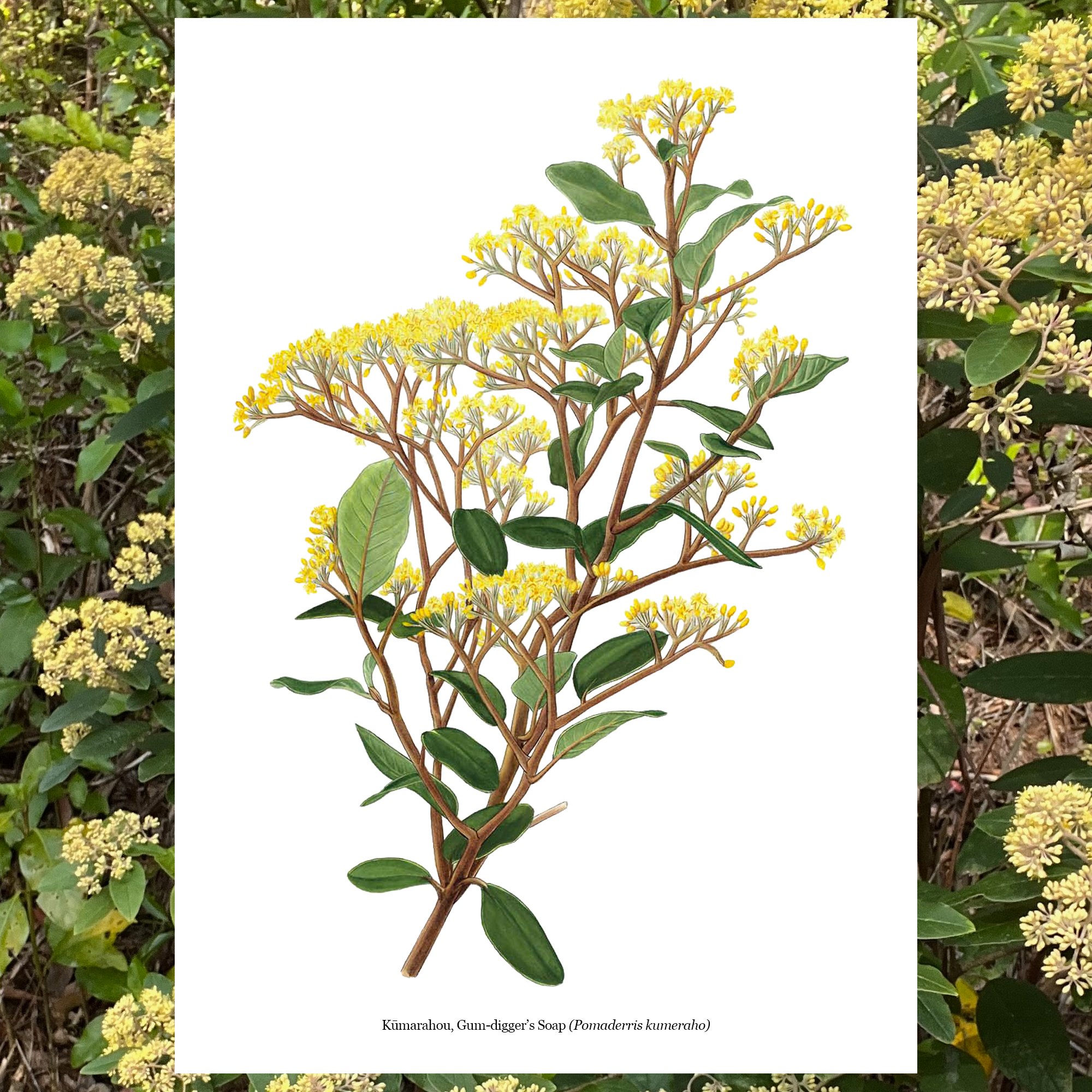 Kumerahou kumarahou Gum-digger’s Soap, Golden Tainui Pomaderris kumeraho botanical art new zealand a.jpg