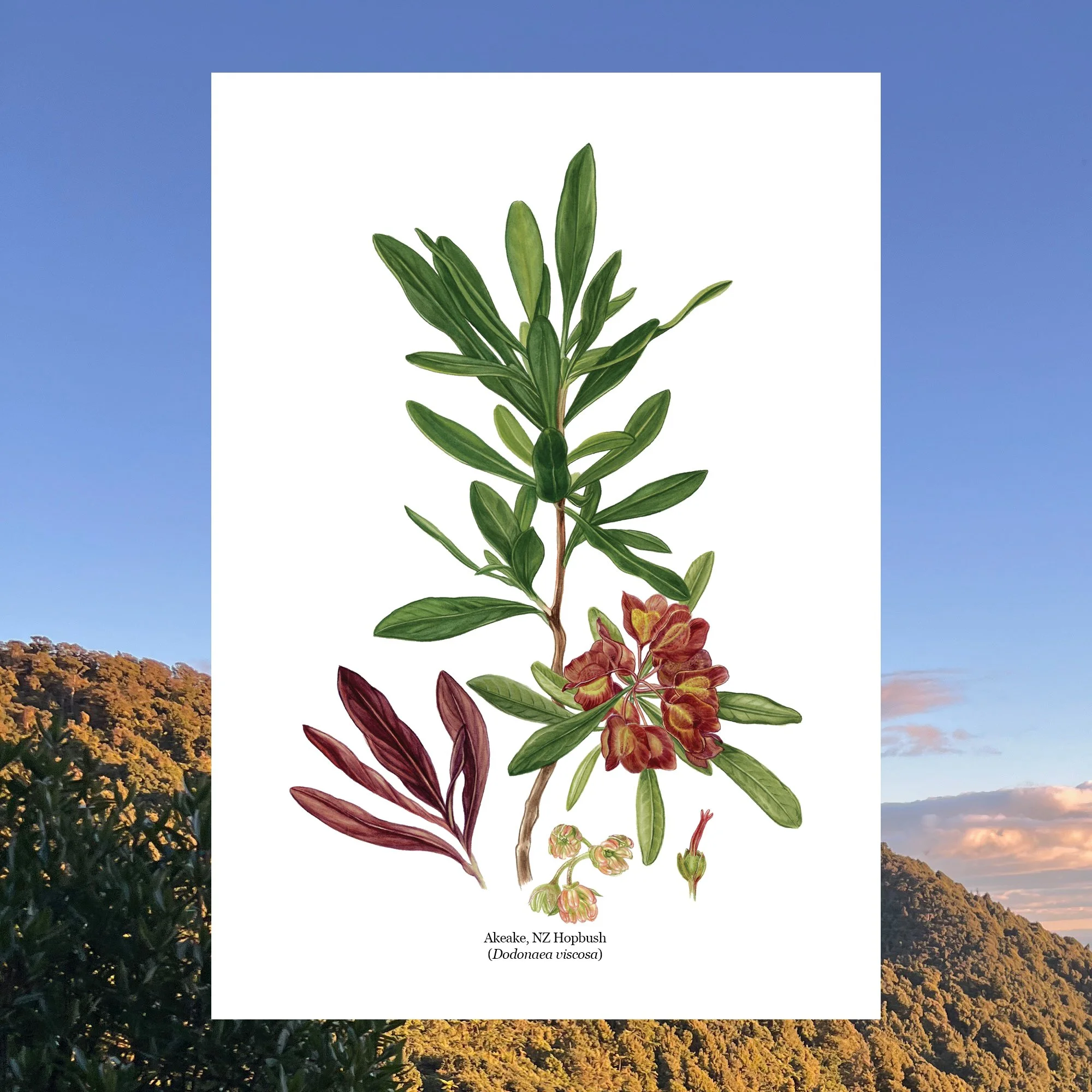 Akeake Dodonaea viscosa native plant botanical art print .jpg