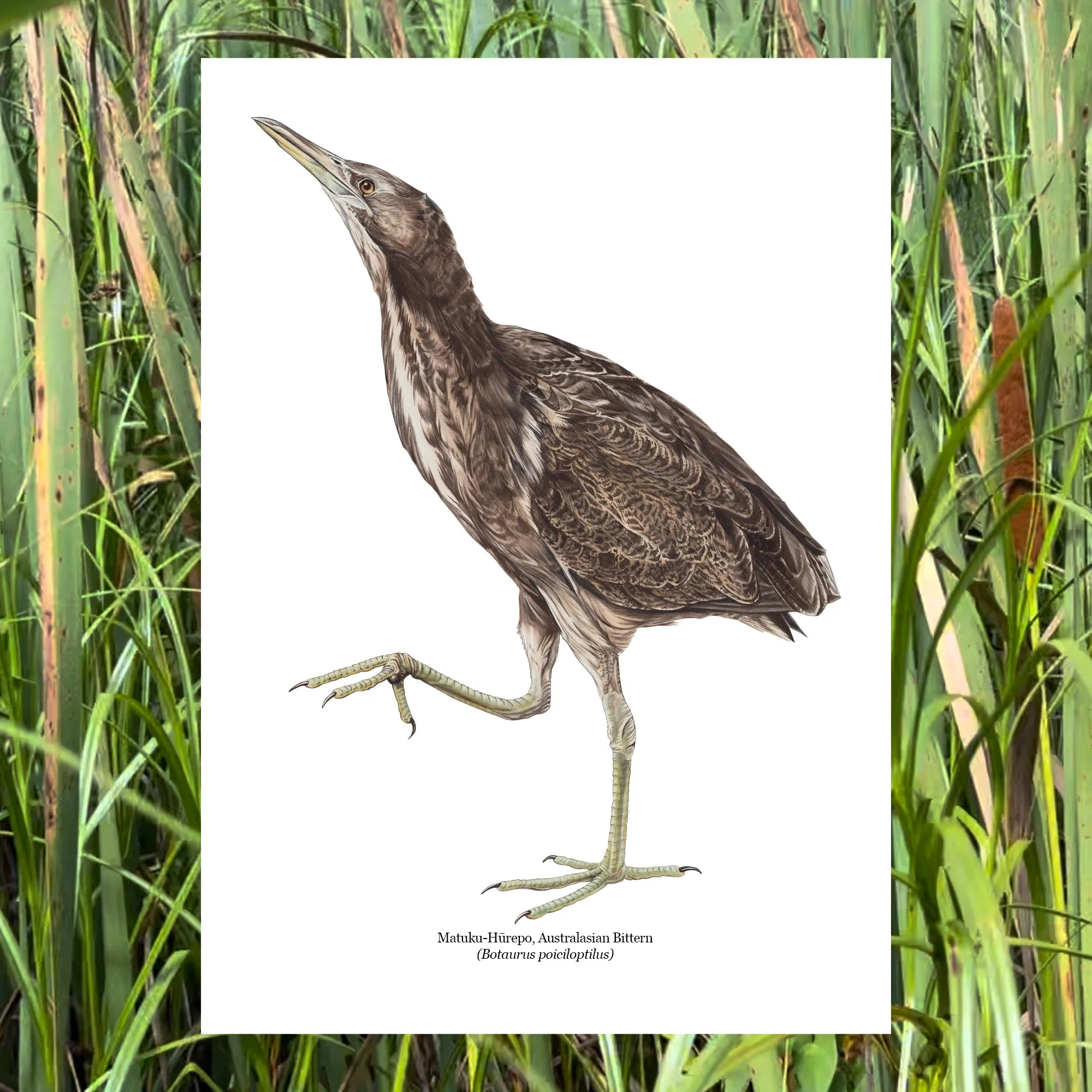 Matuku hurepo australasian bittern nz native bird art print threatened.jpg