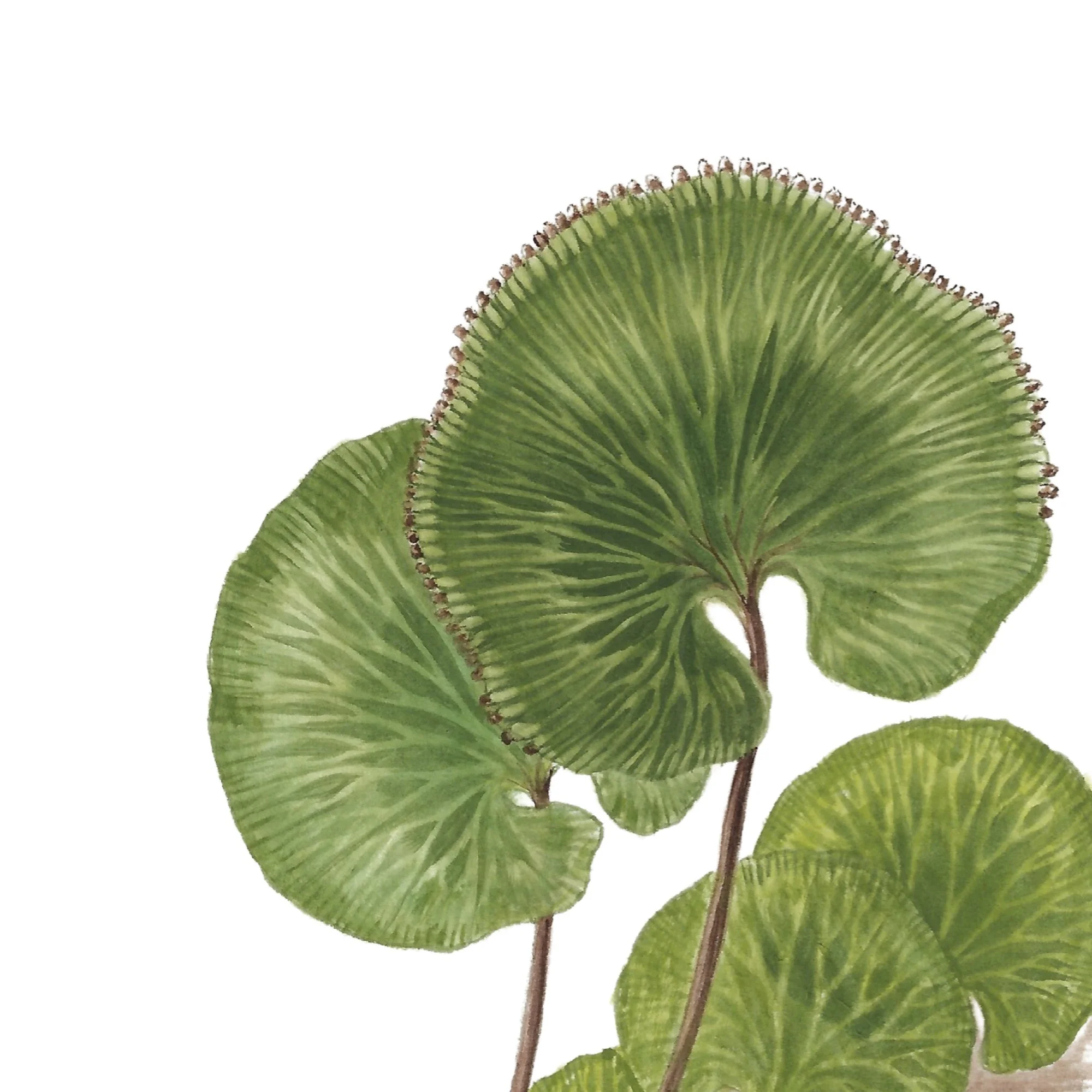 Raurenga kidney fern hymenophyllum botanical art copy.jpg