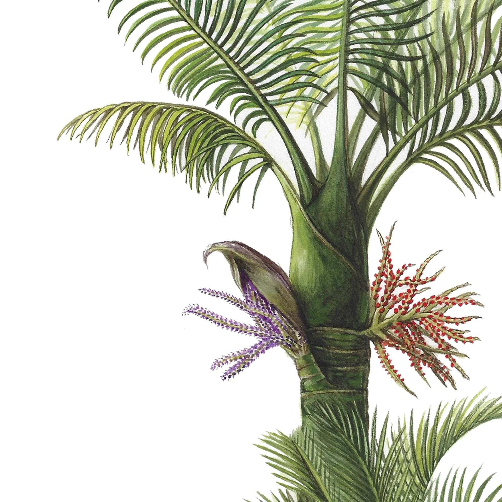 Nikau botanical art print.jpg