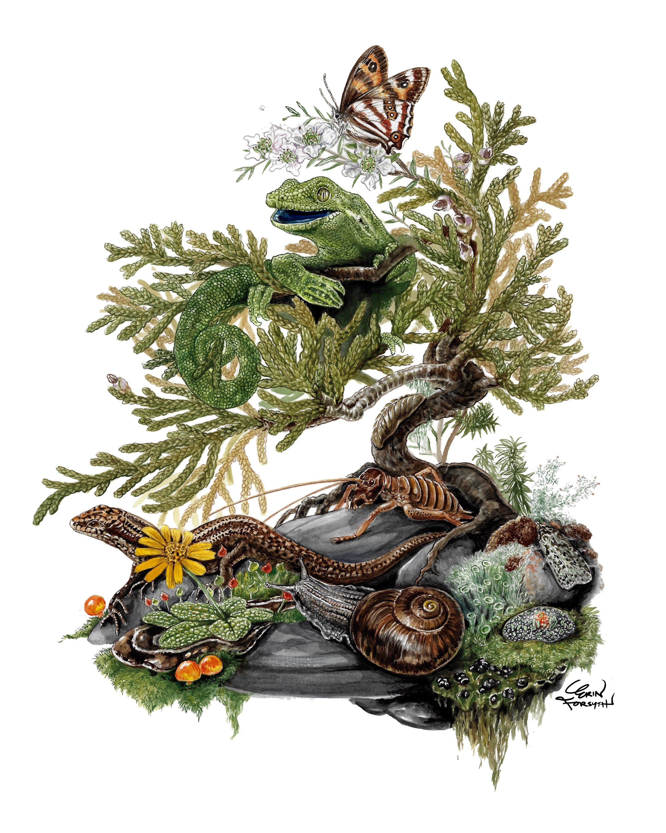 Botanical art wildlife entomology painting Erin Forsyth illustration .jpg