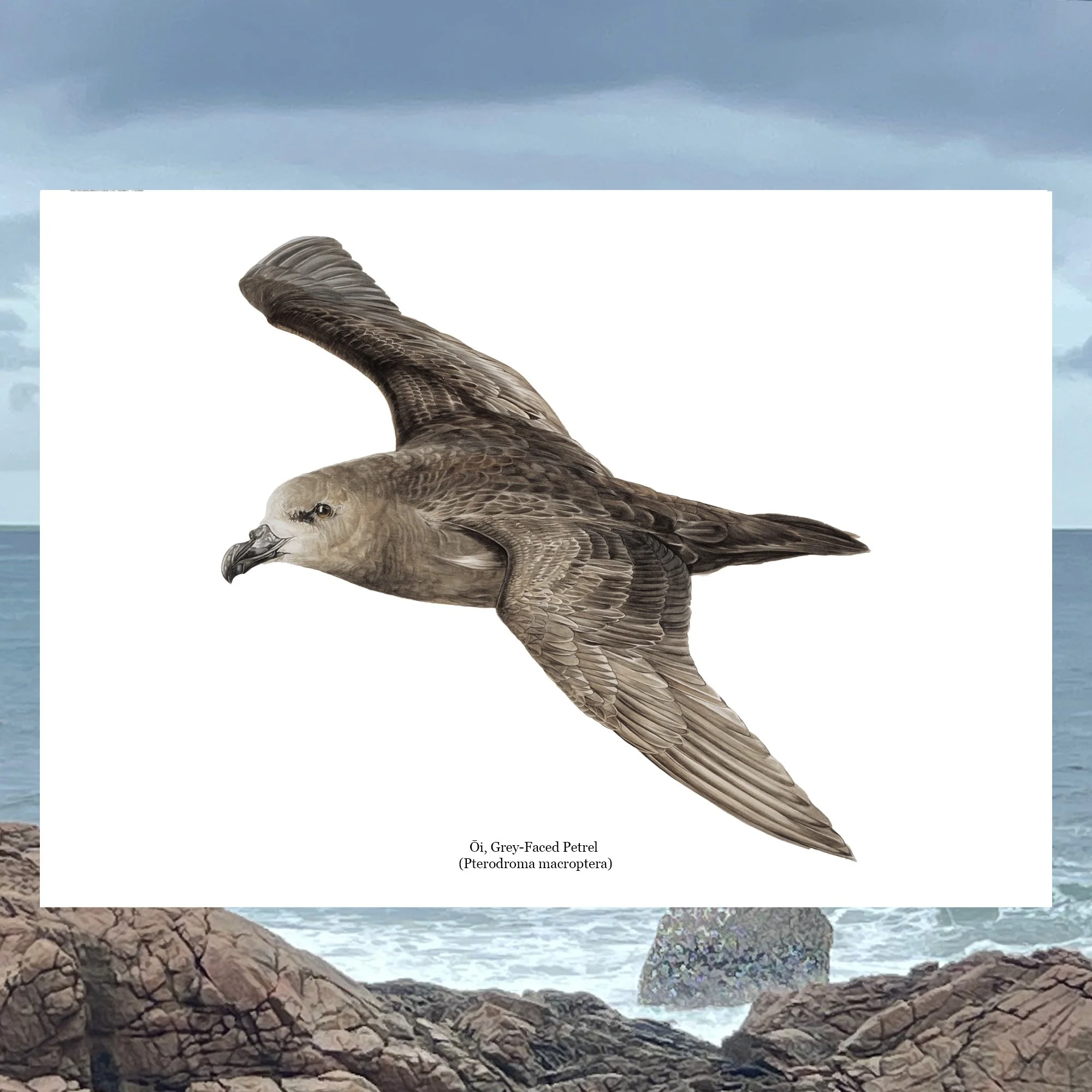 Oi grey faced petrel nz native bird seabird art print.jpg