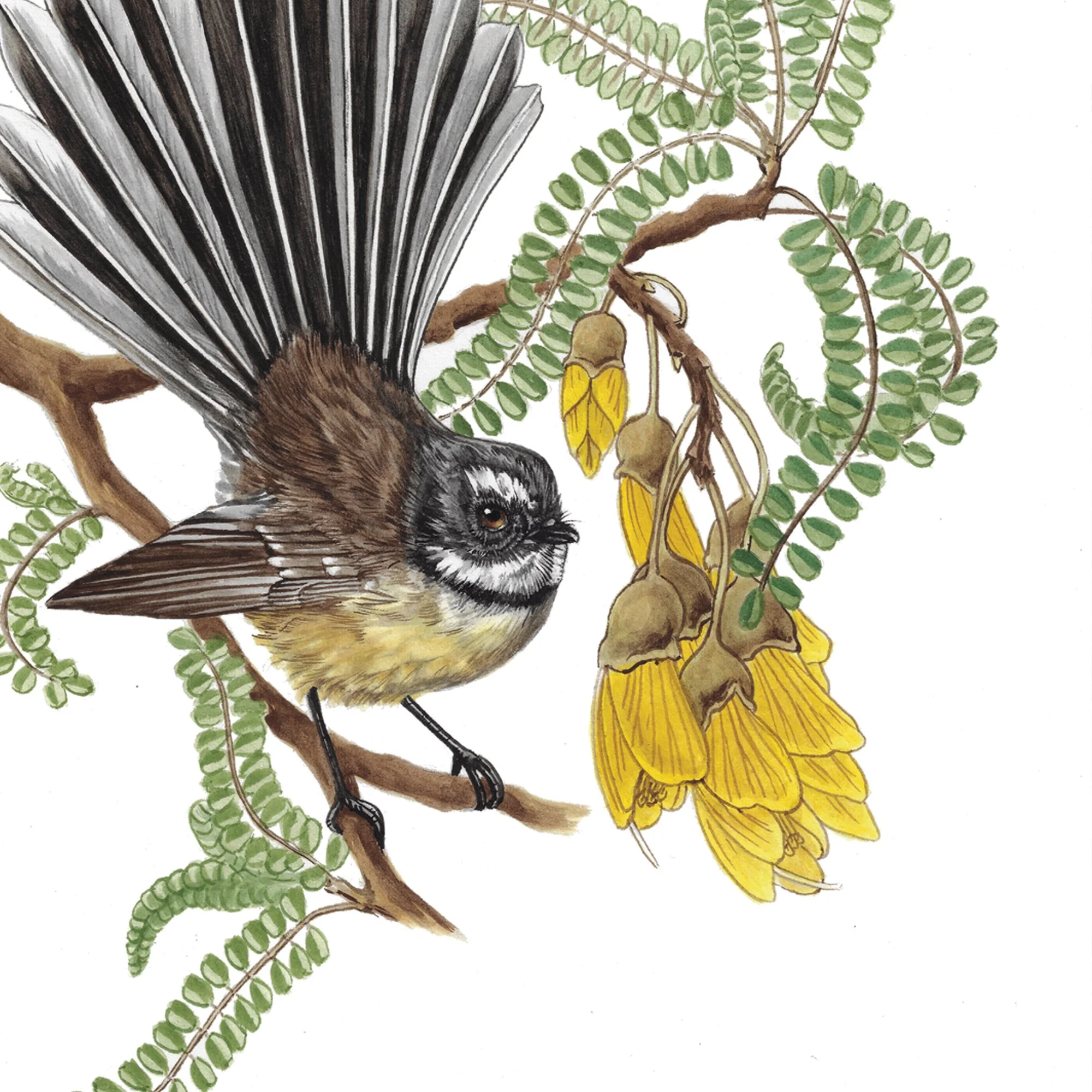 Piwakawaka in kowhai detail.jpg