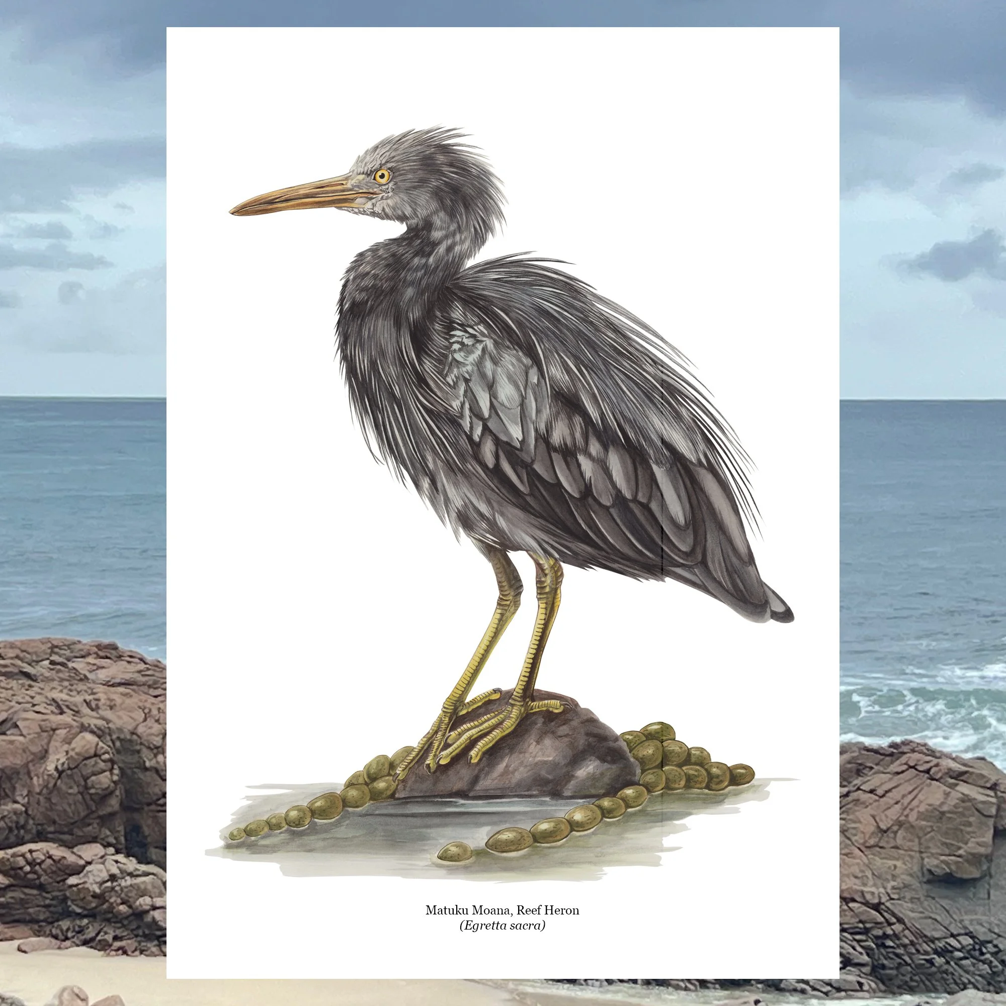 Matuku moana reef heron native bird art print.jpg