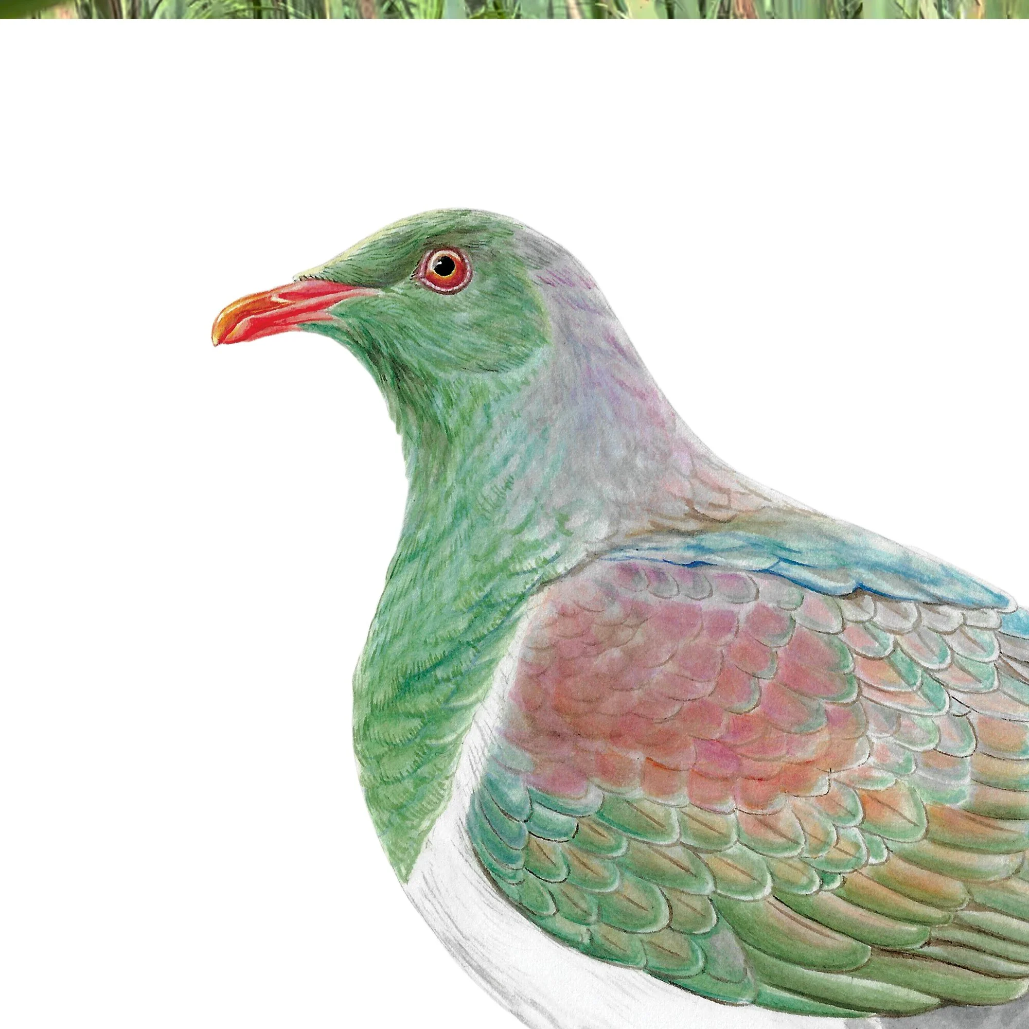 kereru nz wood pigeon native bird art print detail.jpg