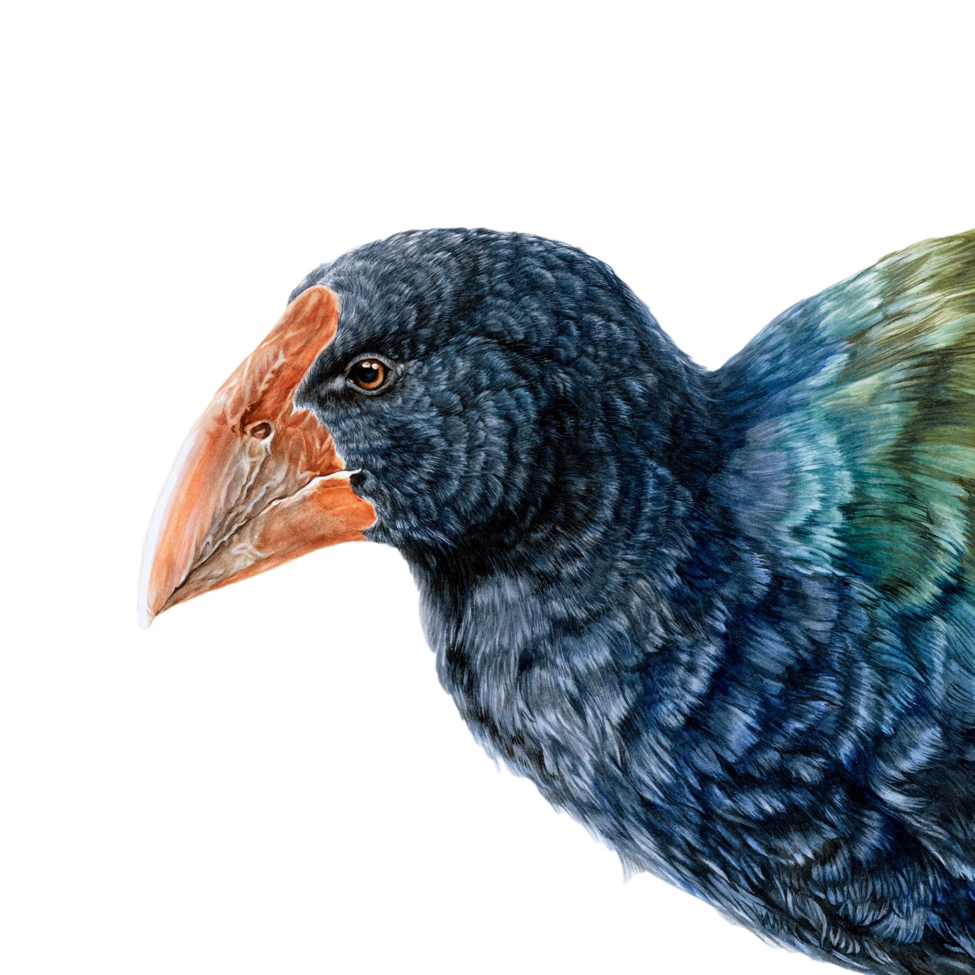 Takahe web native bird art detail.jpg