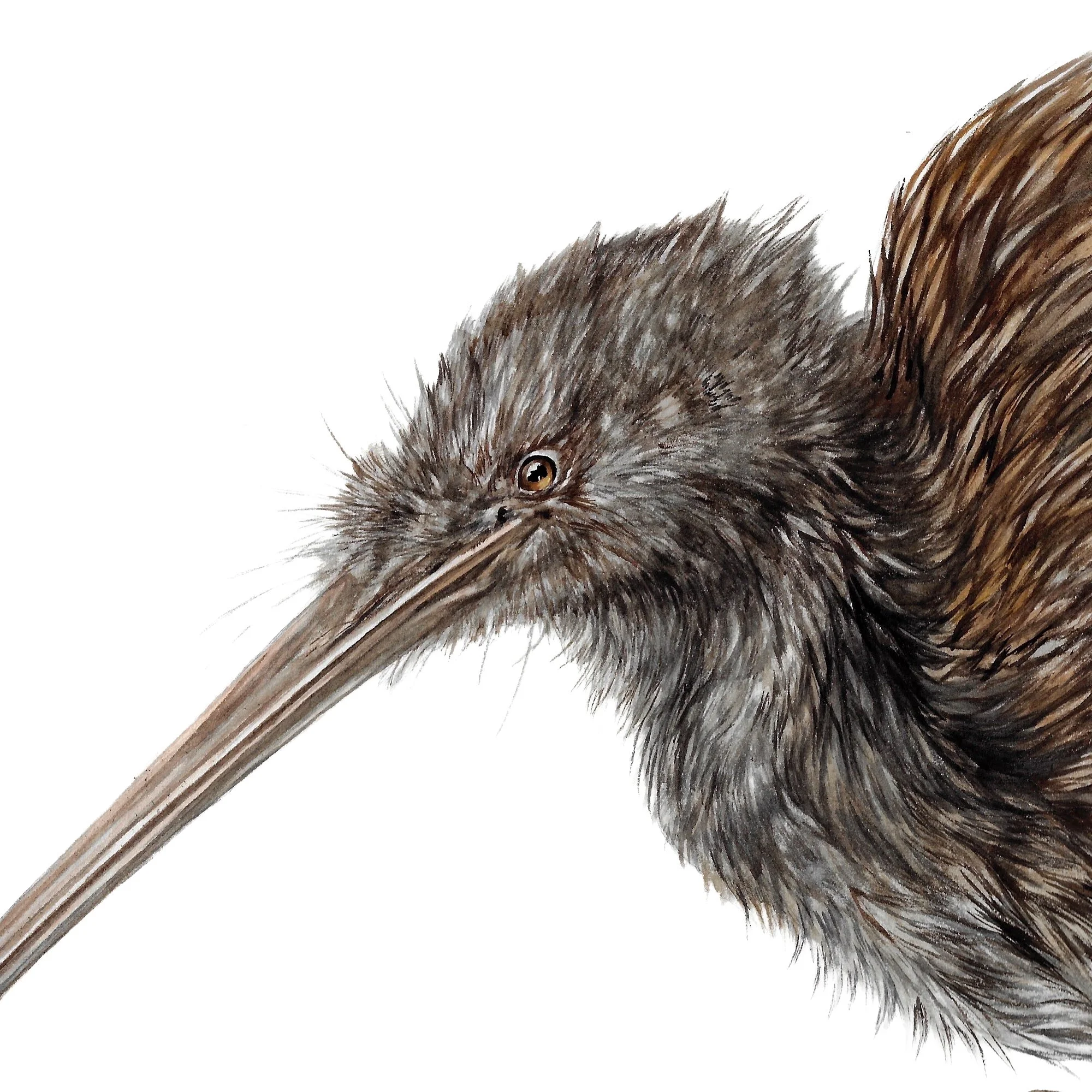 Kiwi Tokoeka Southern brown native bird art print.jpg