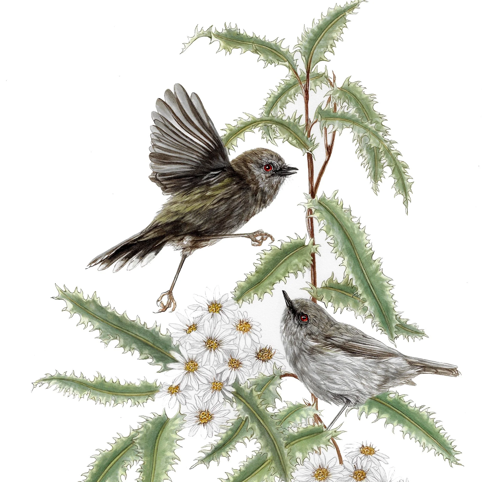 Riroriro grey warbler detail.jpg
