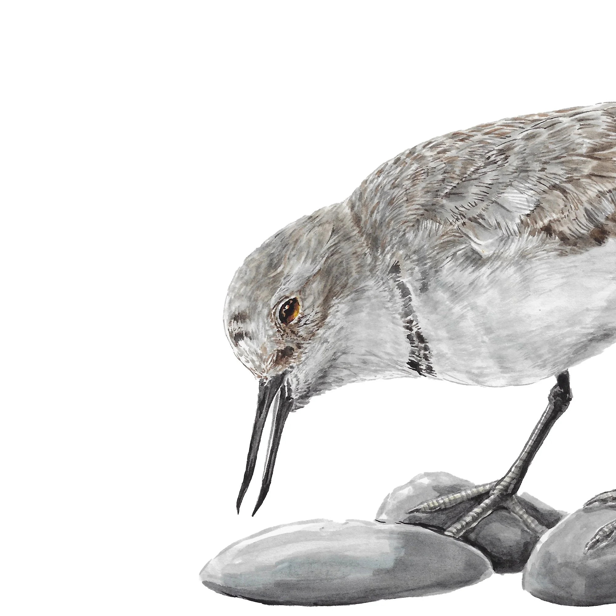 Ngutu Parore Wrybill detail .jpg
